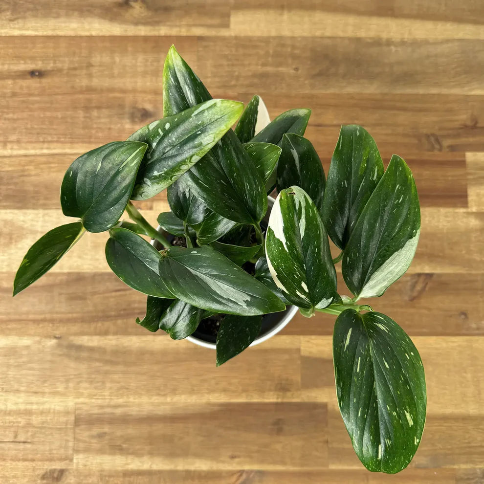 philodendron rugosum Philodendron Rugosum | Care Guide and Pro Tips - Delivery from Toronto across Canada main image 0