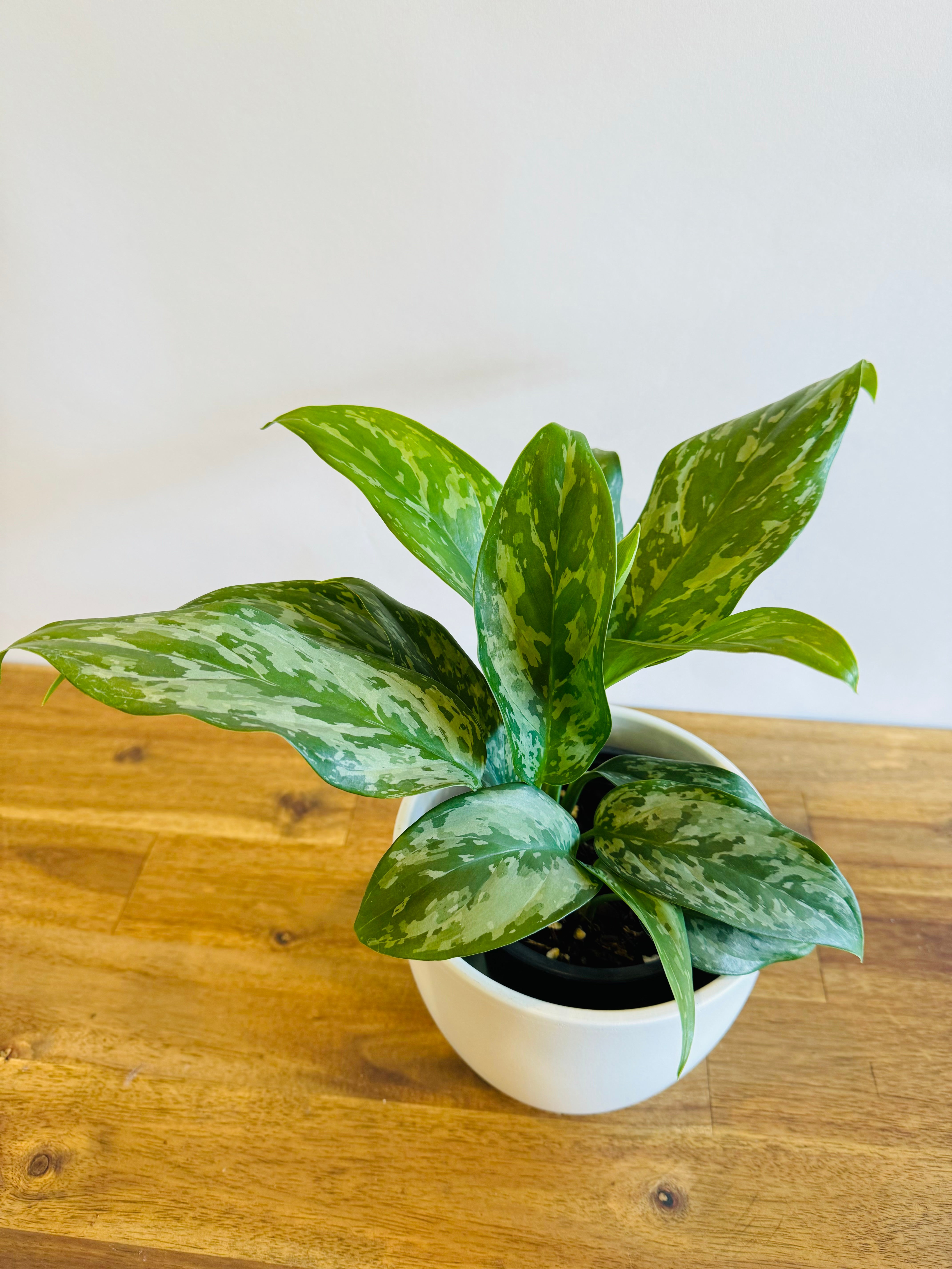 aglaonema green lady Aglaonema - Green Lady