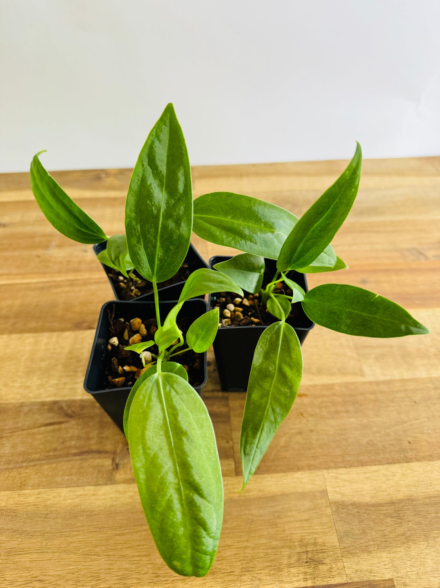 Anthurium panamense
