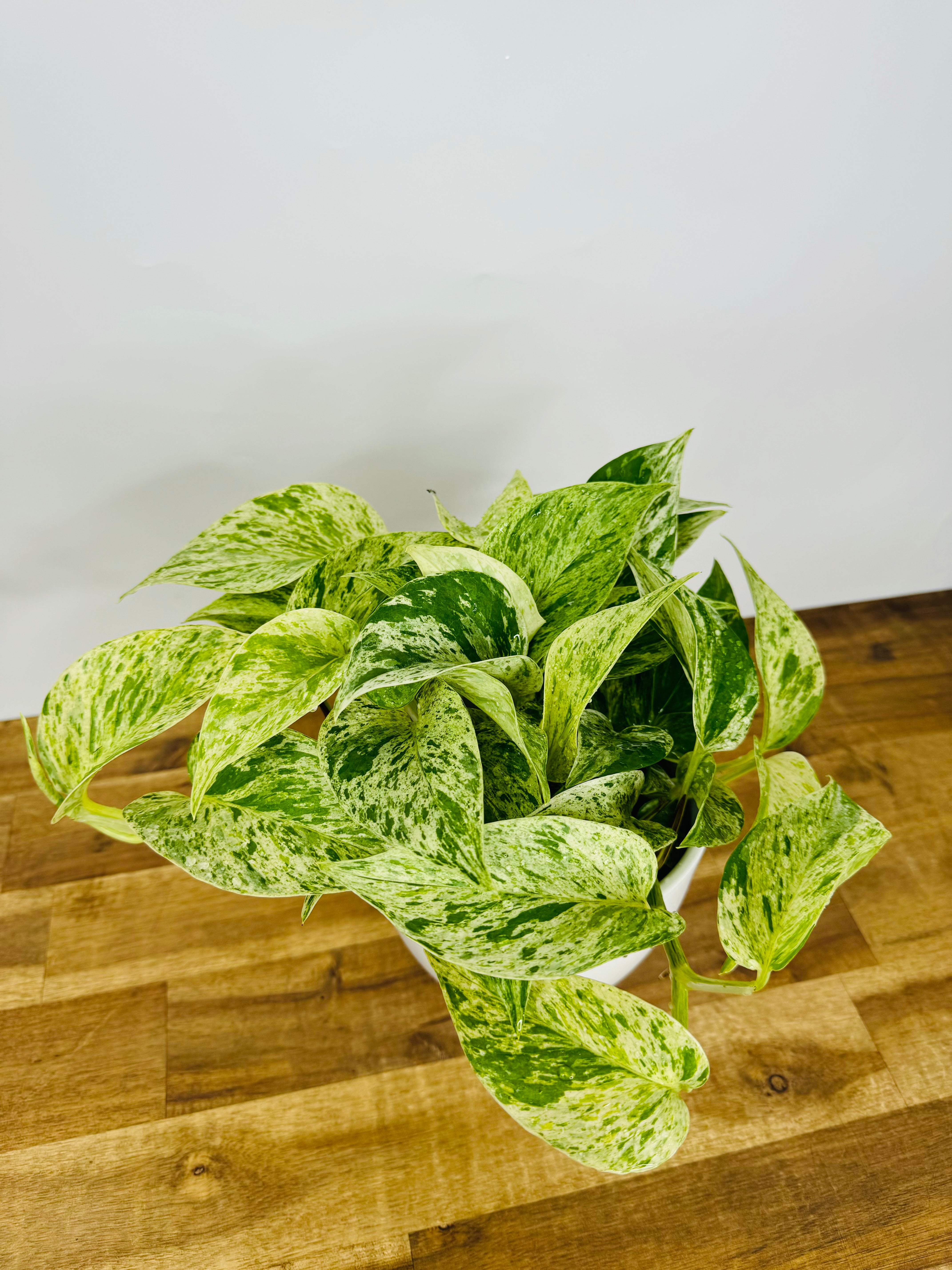 marble pothos nz Pothos Marble Queen | Buy Online Now