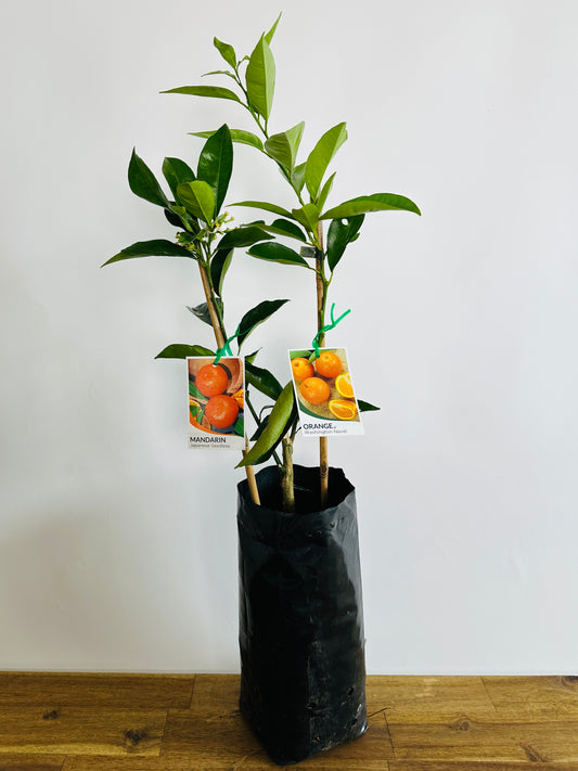 Double Happy Citrus - Mandarin X Orange