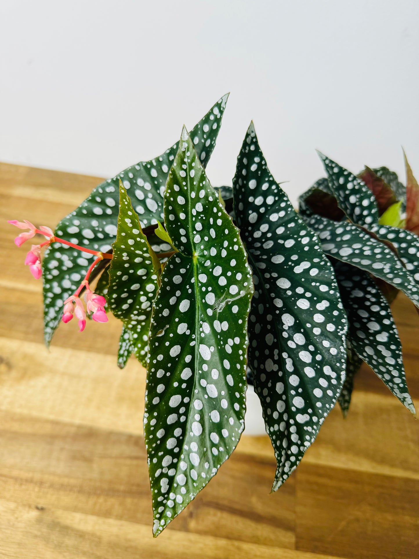 Begonia - Hot Spot