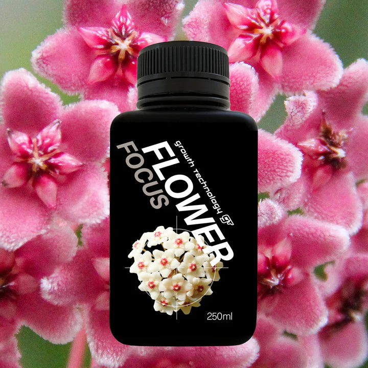 GT Flower Focus 250ml