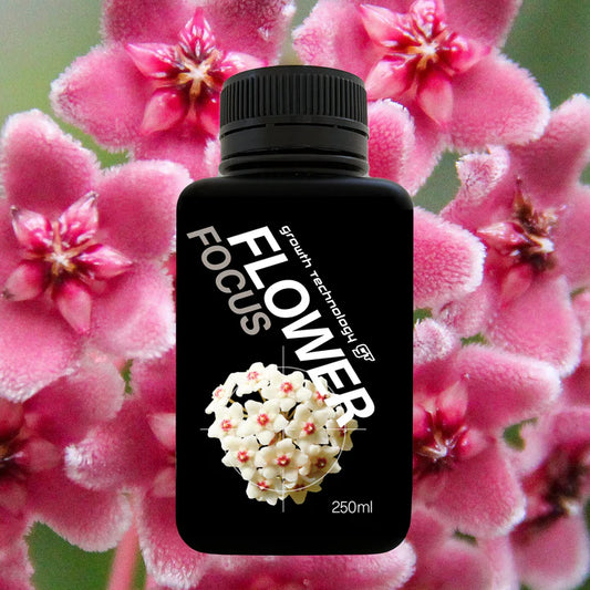 GT Flower Focus 250ml