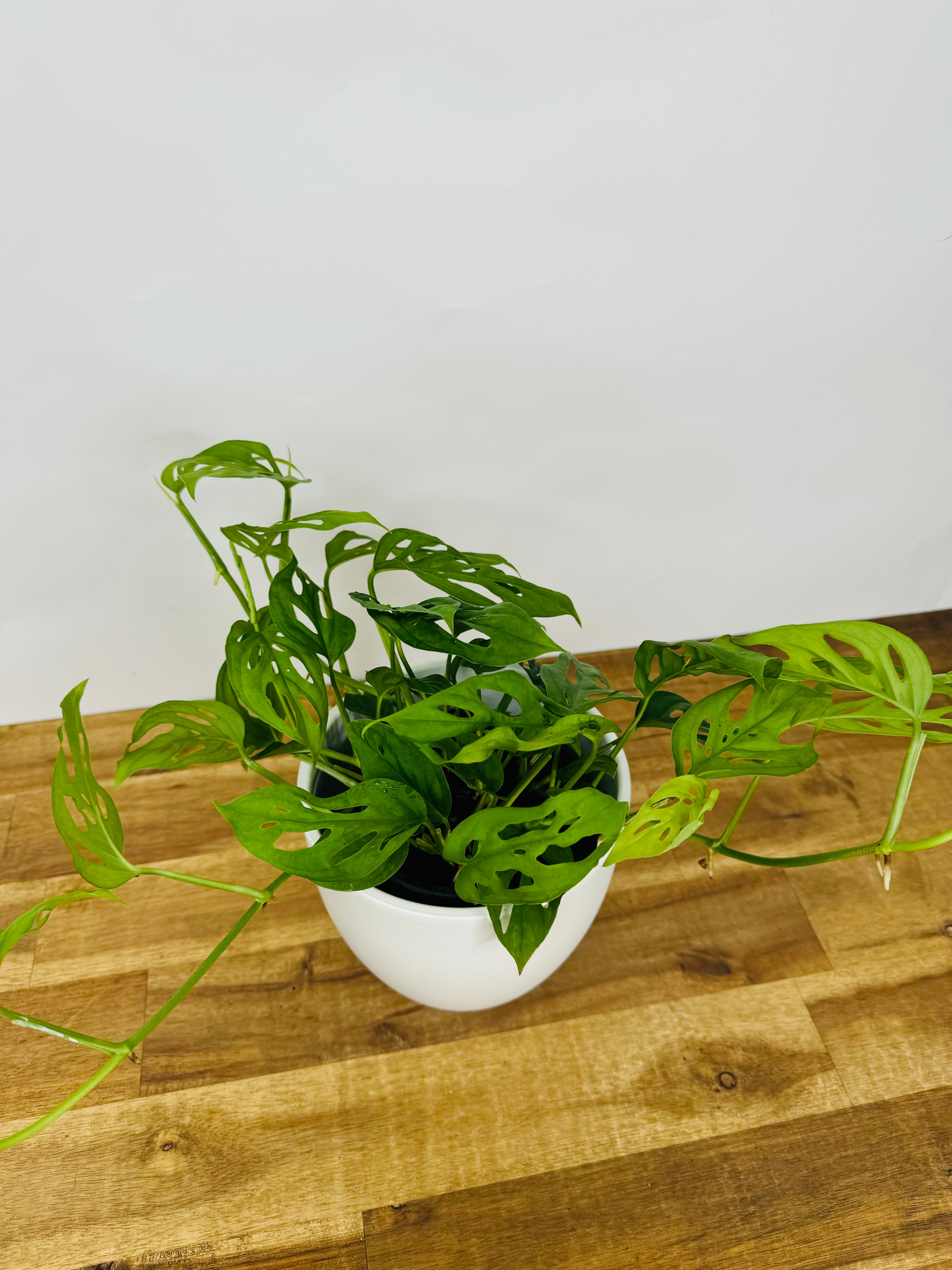 monstera adansonii nz Monstera Adansonii 'Swiss Cheese' | Buy Online Now
