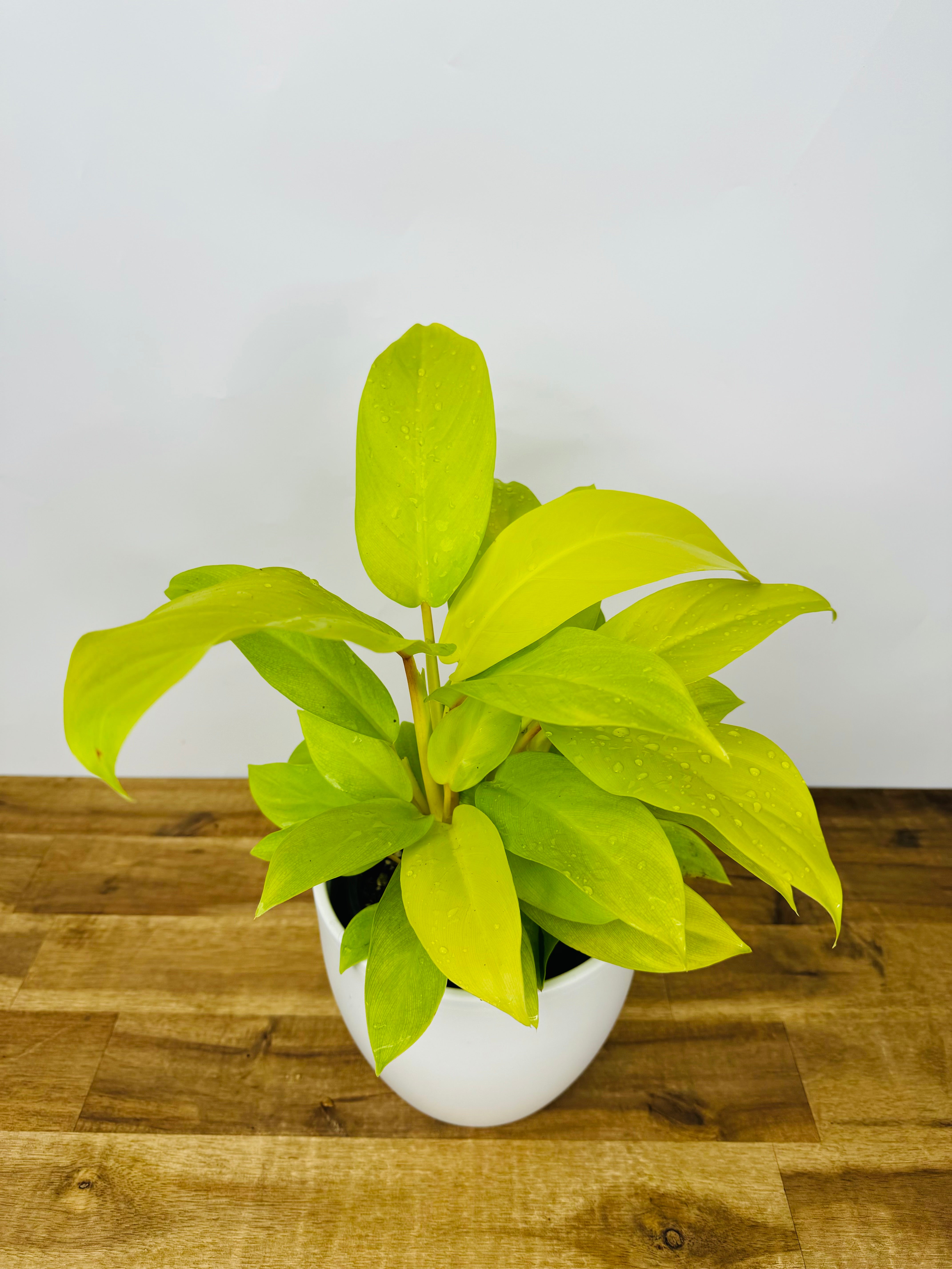 goddess philodendron Philodendron