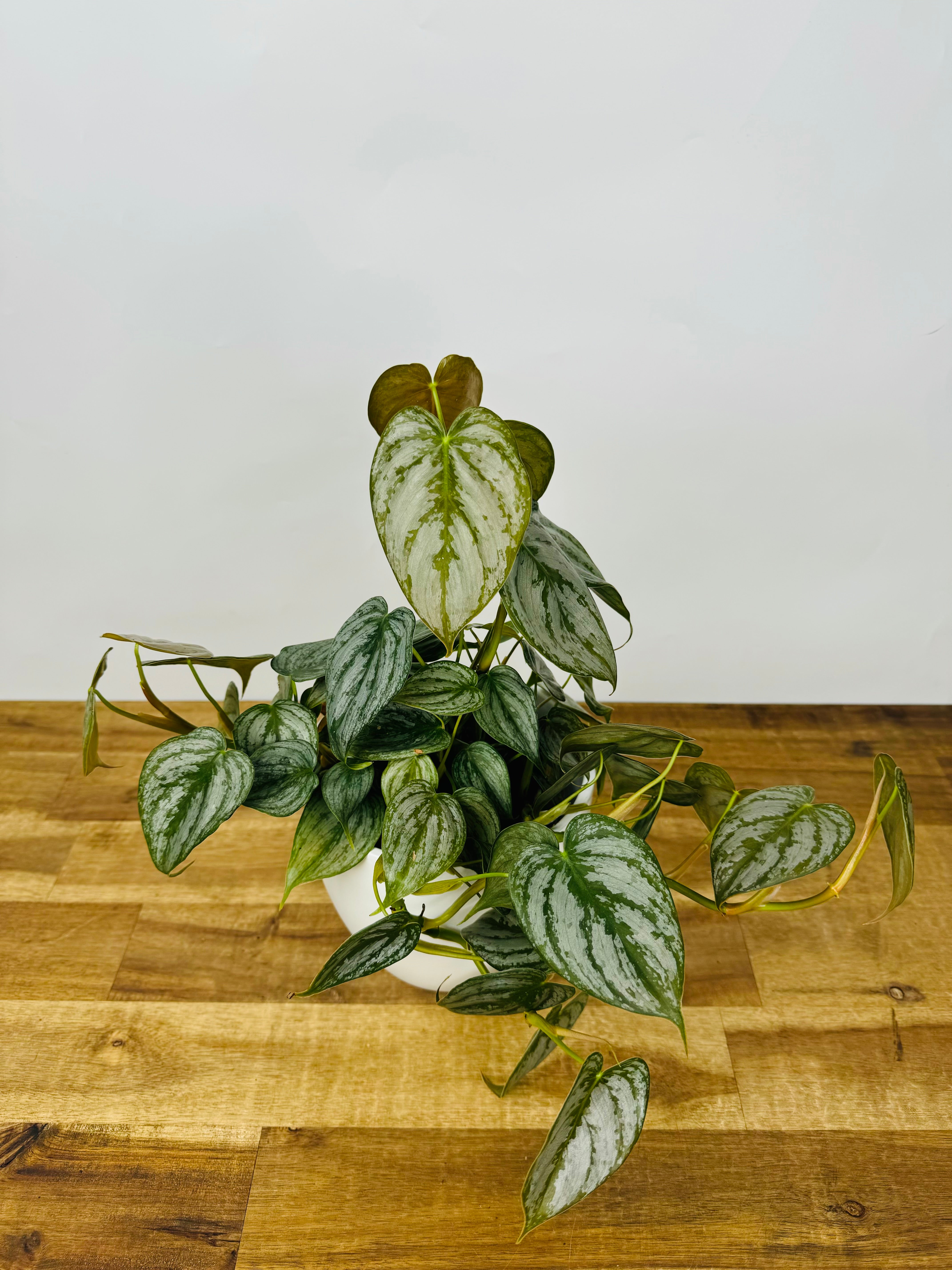 philodendron brandi australia Philodendron Brandi | Buy Online Now