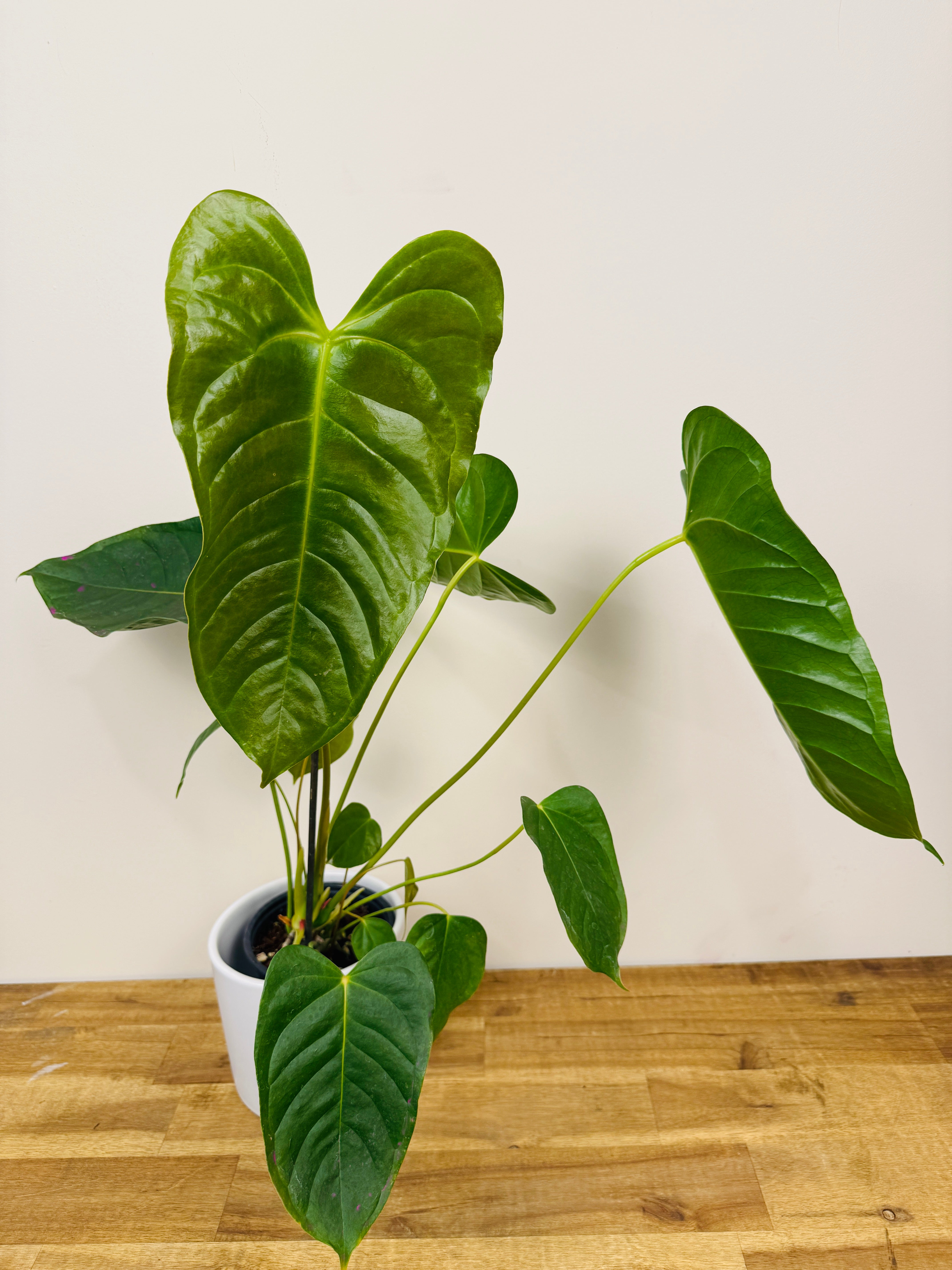 A. Red beauty x Veitchii (wide form) – The Green Grower