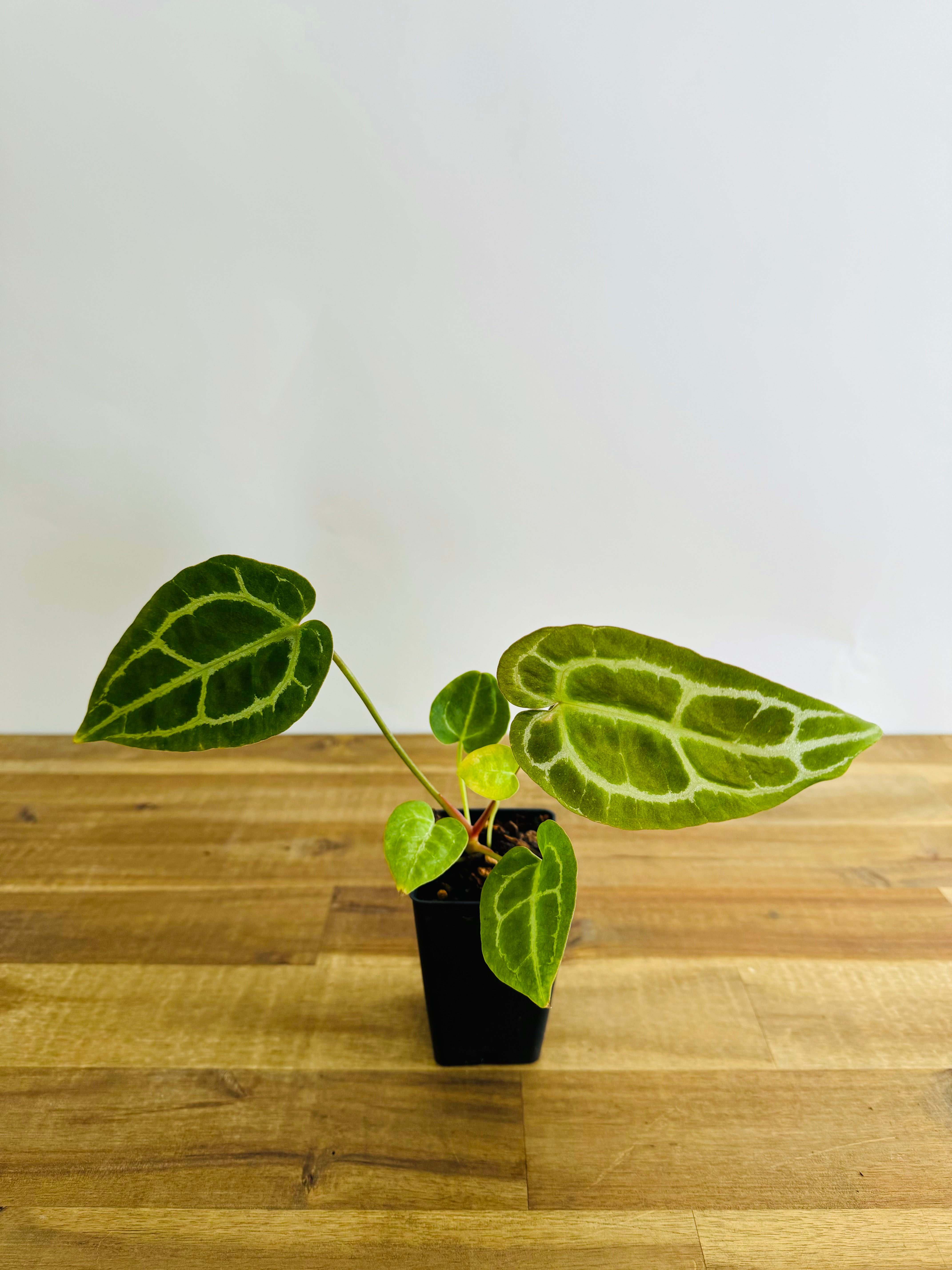 anthurium plant nz A. Dark crystallinum (pure) – The Green Grower