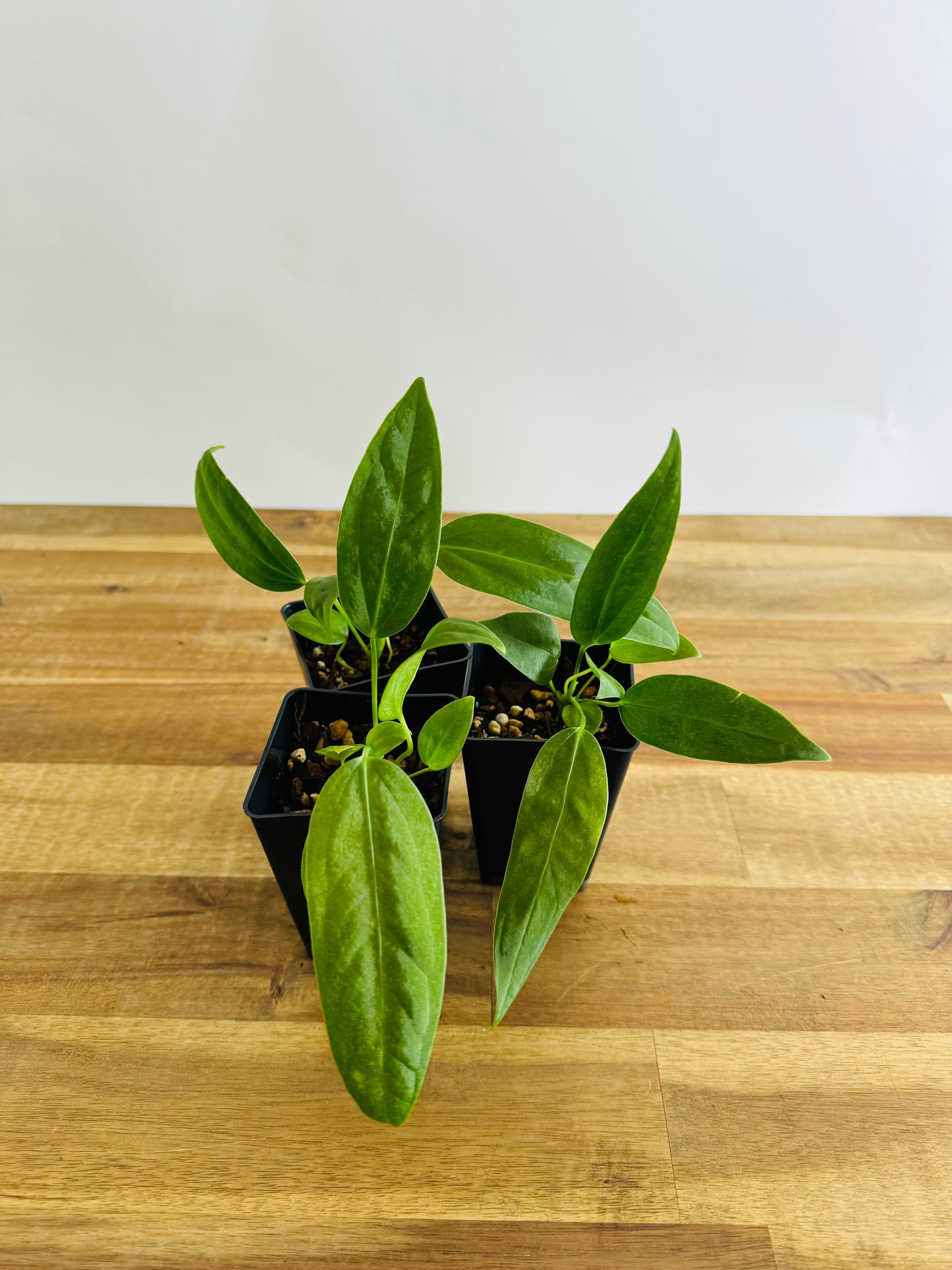 Anthurium panamense