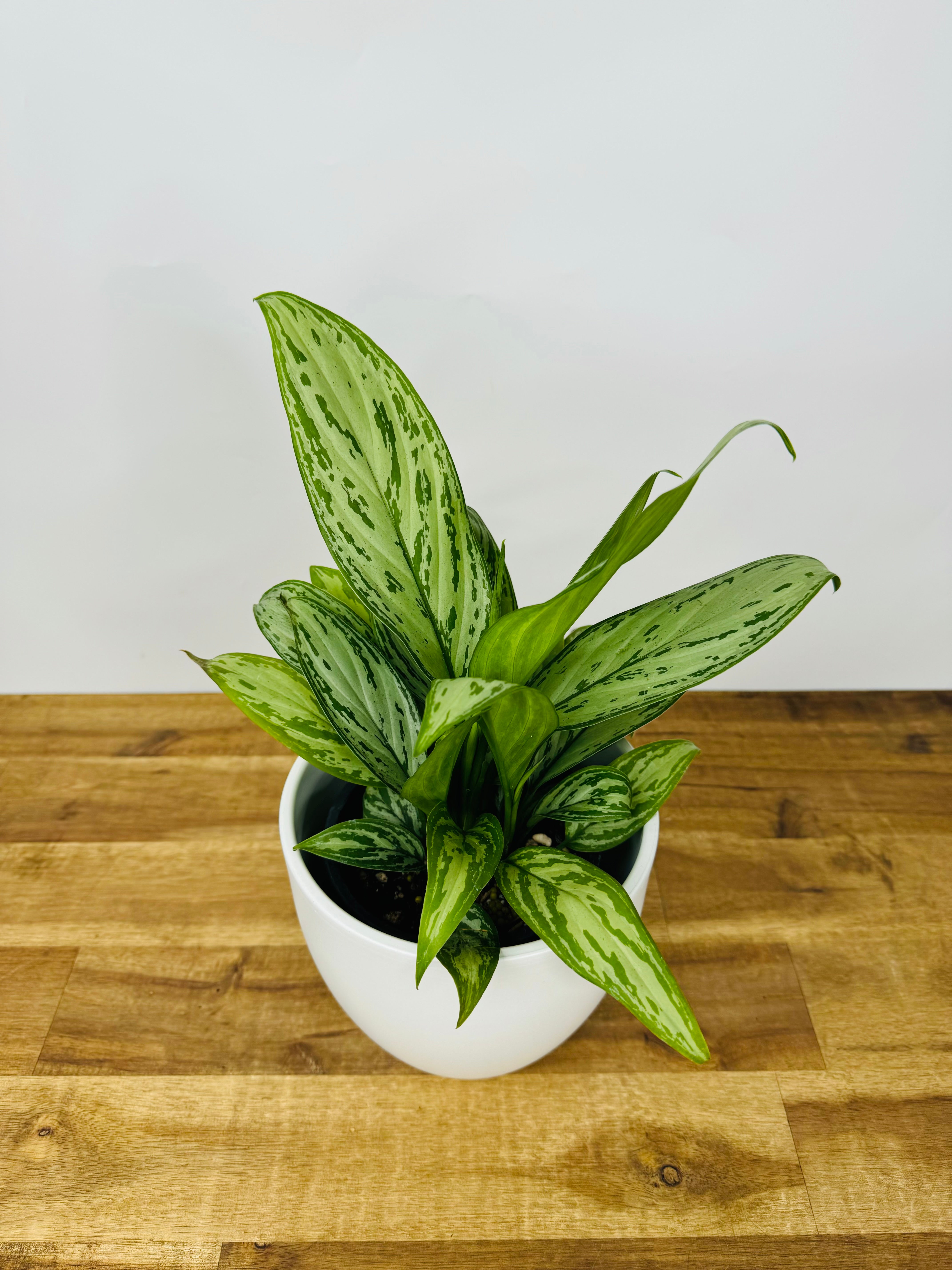 aglaonema cintho king Get Your Aglaonema Silver King Today – The Green Grower