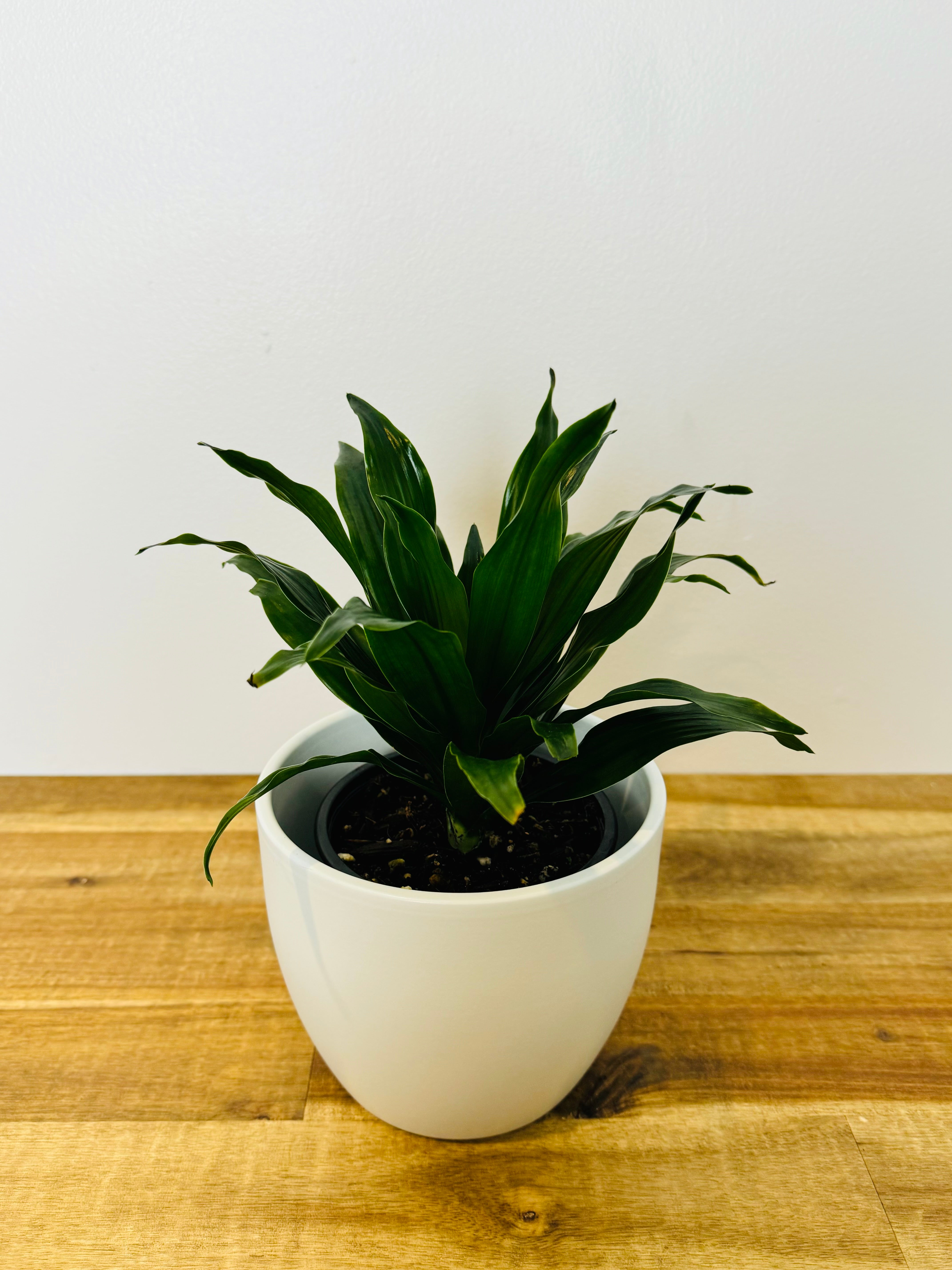 dracaena warneckii compacta Dracaena compacta – The Green Grower