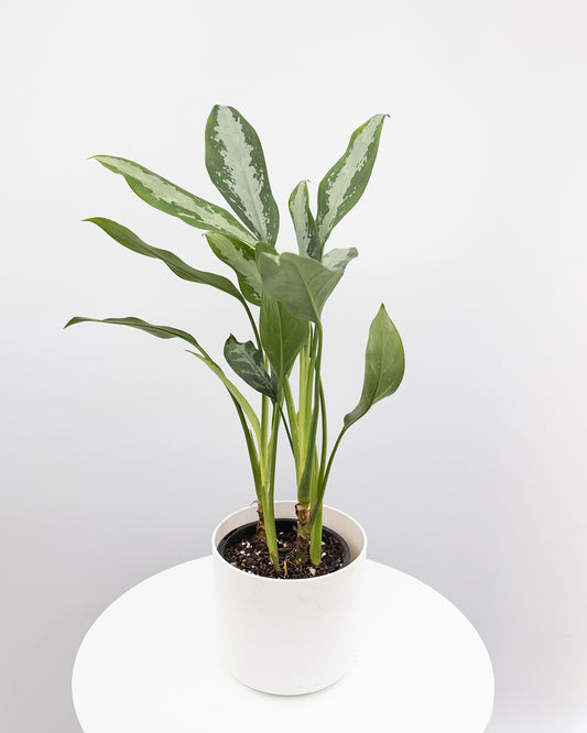 Aglaonema Black Lance