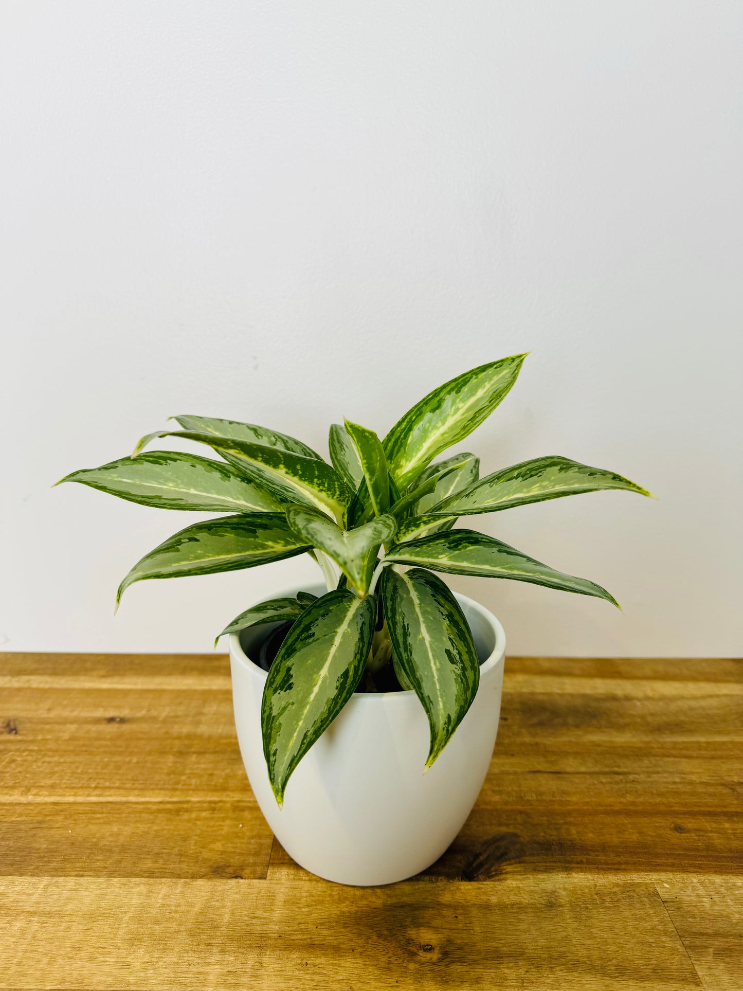 Aglaonema white rain