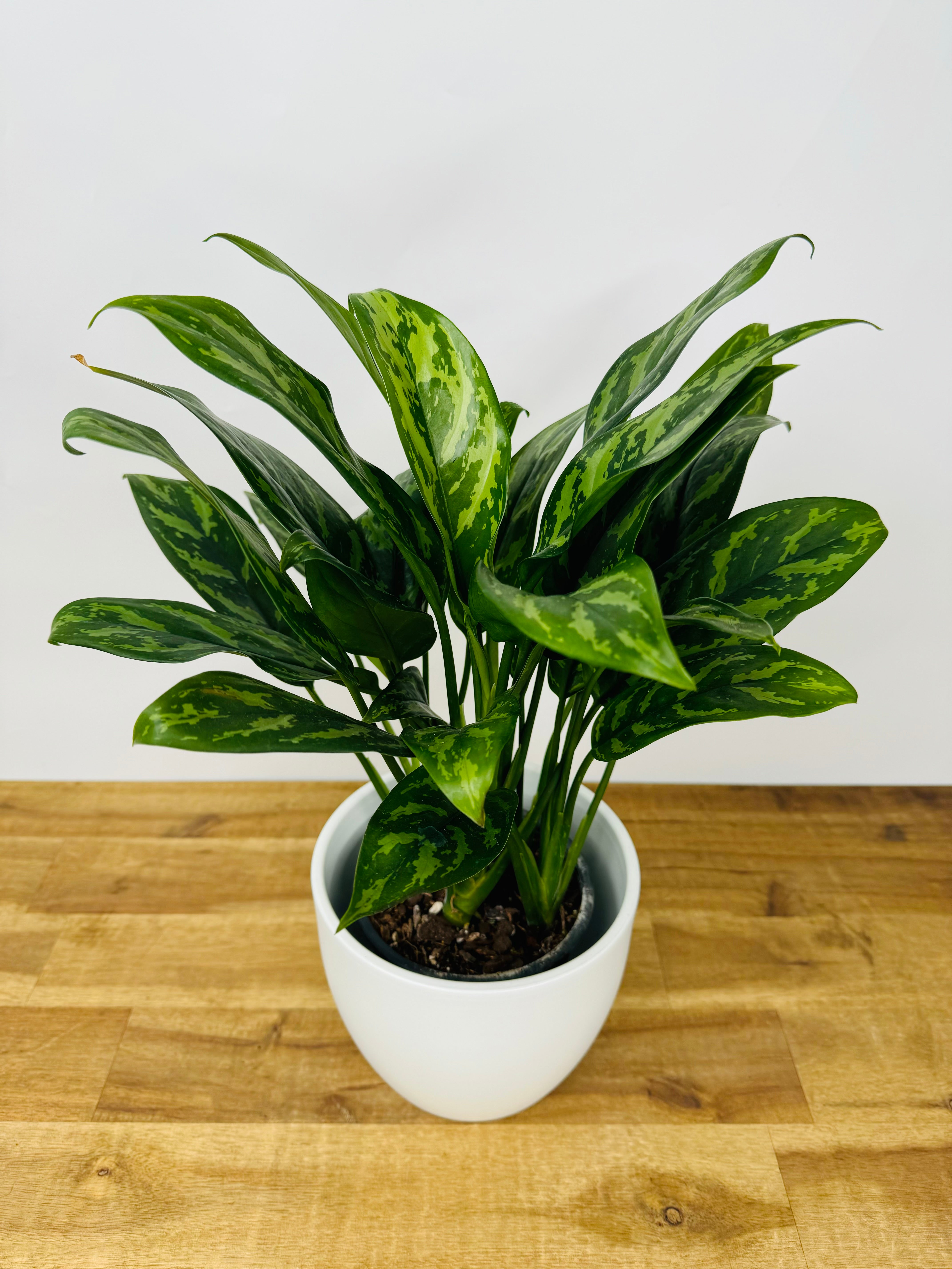 aglaonema compact maria Aglaonema