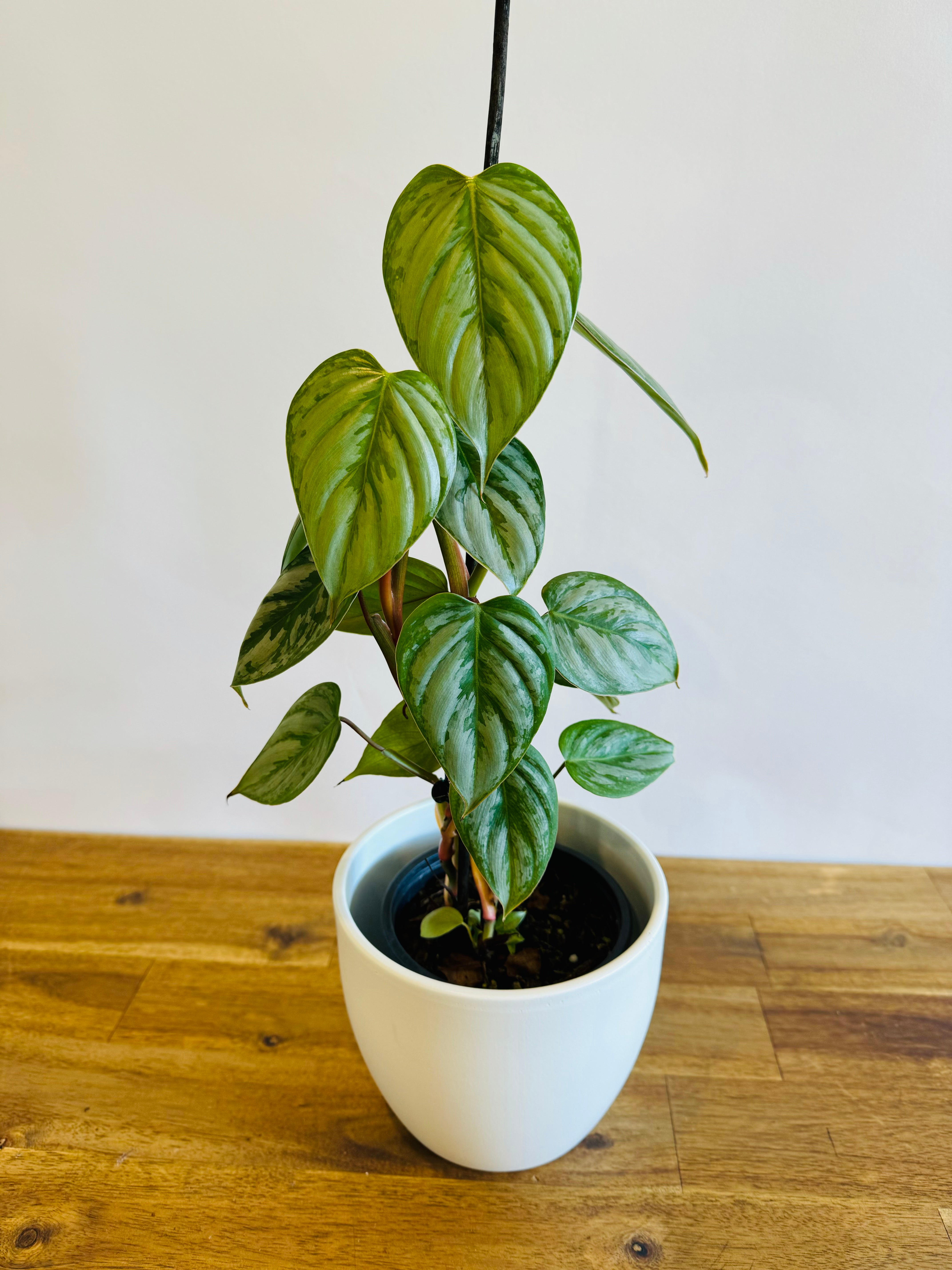philodendron for sale nz Philodendron sodiroi