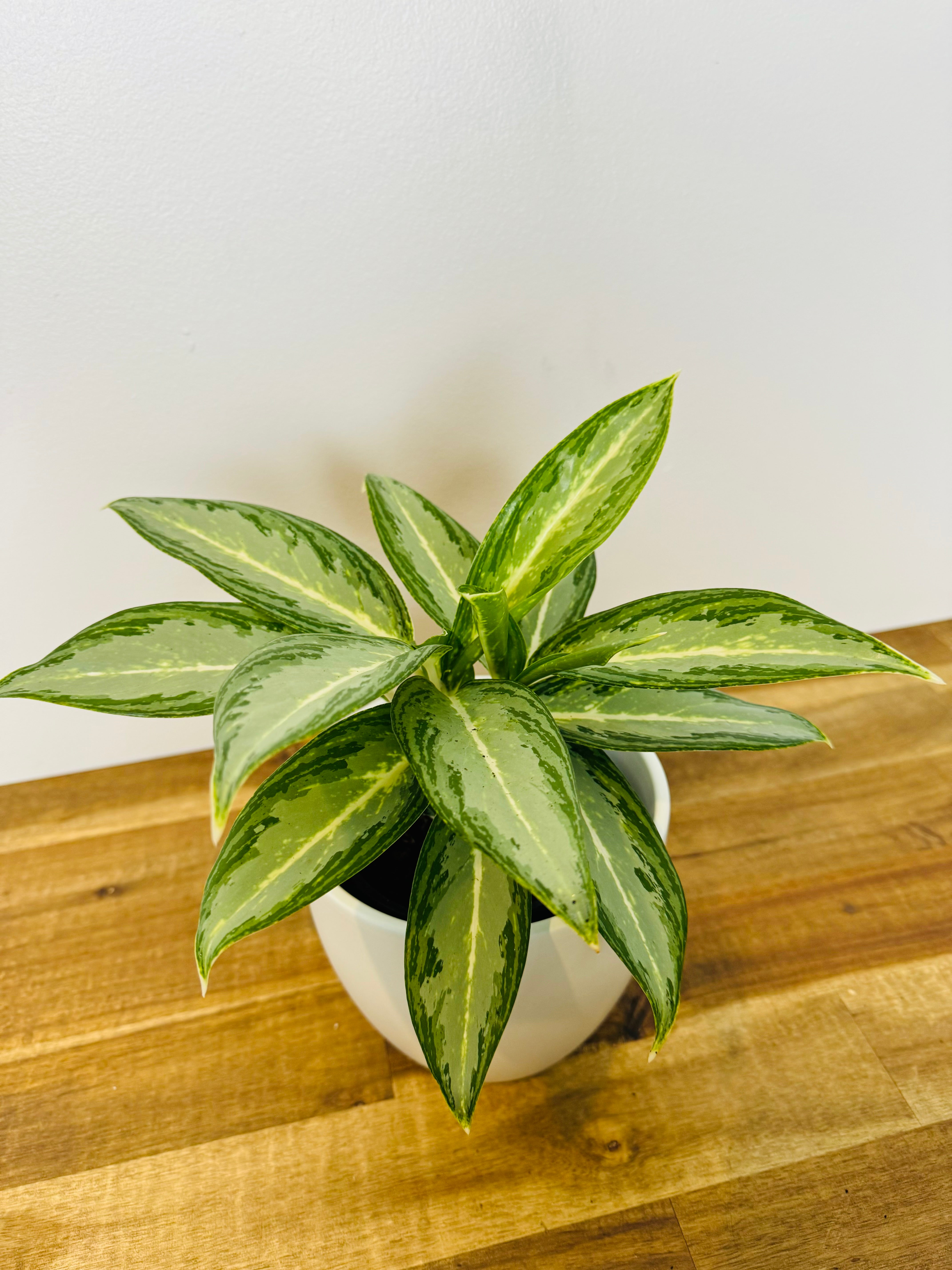 aglaonema white rain Aglaonema