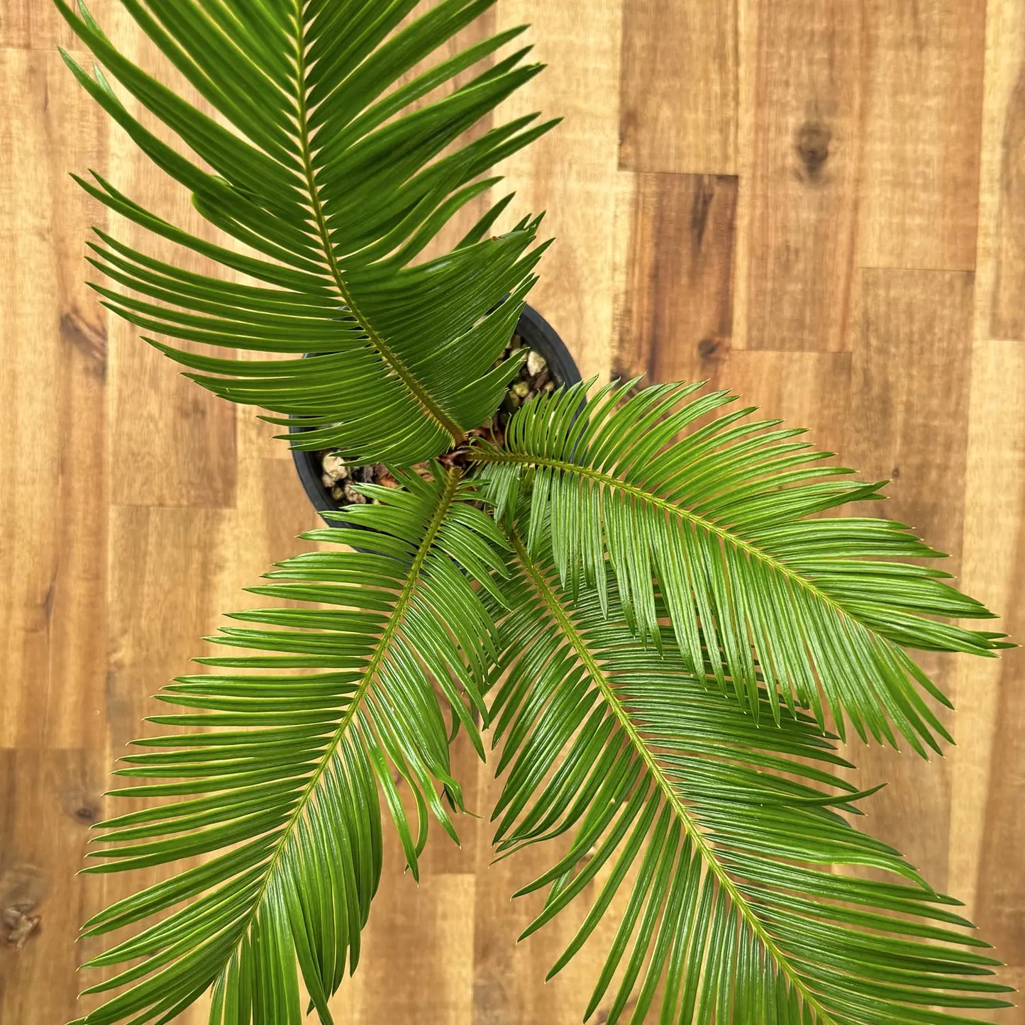 Cycas revoluta