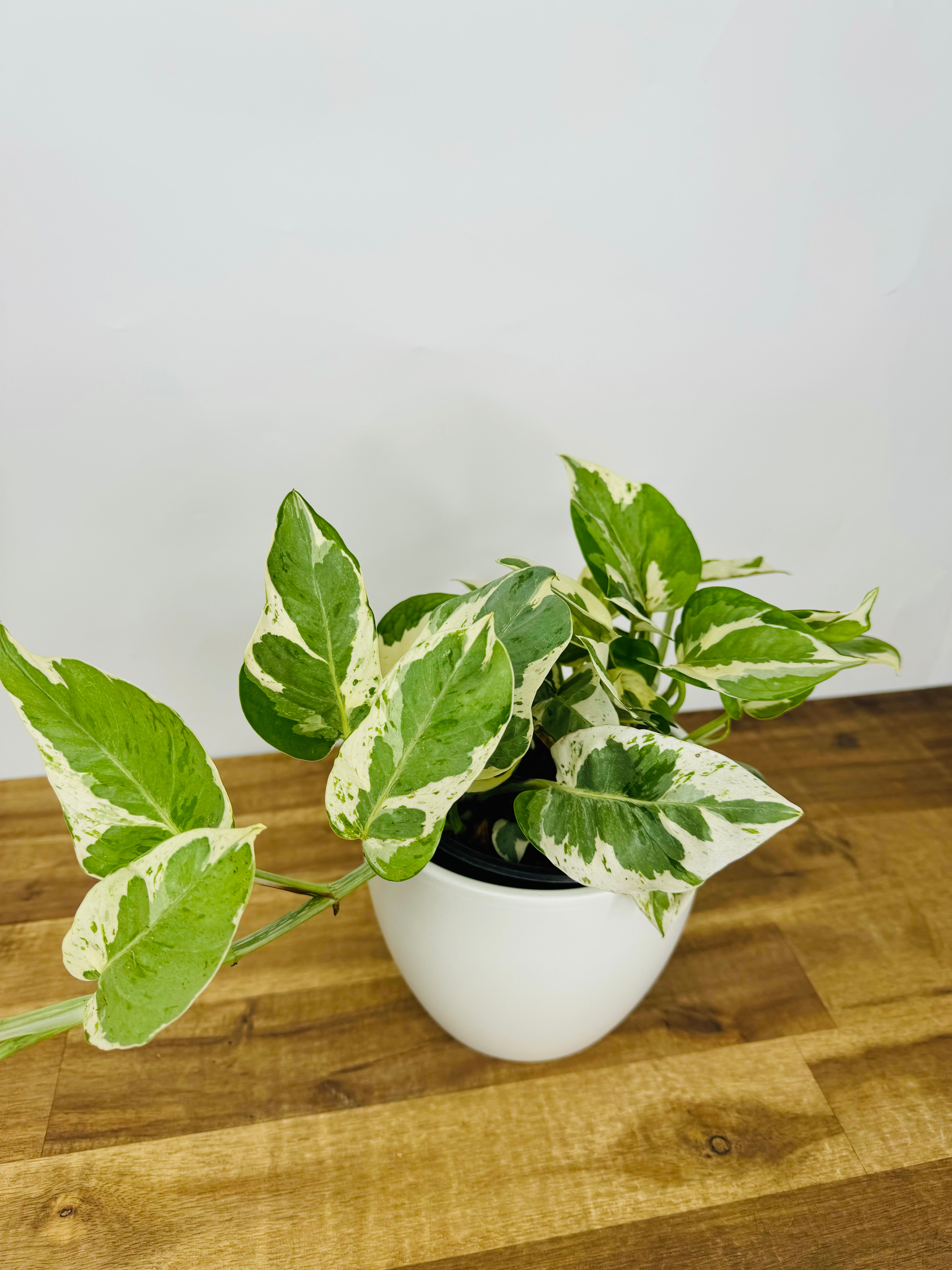 pothos glacier Pothos Glacier | Buy Online Now