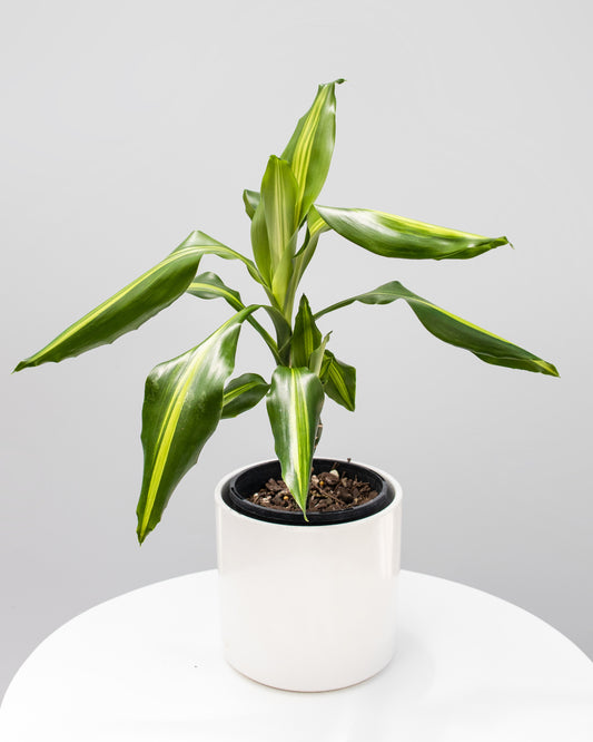 Dracaena  ‘Aloha’