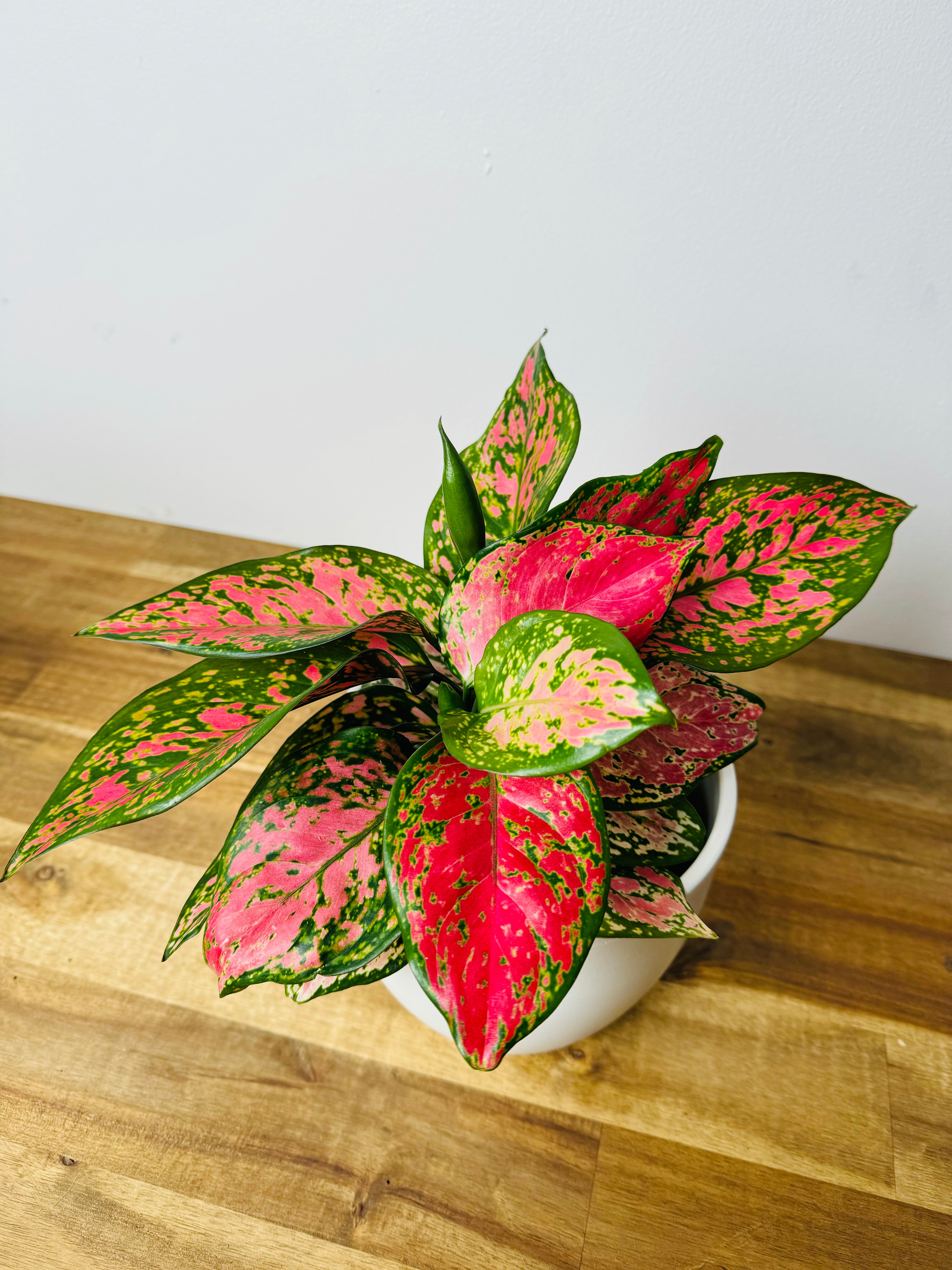 aglaonema lady valentine wikipedia Aglaonema