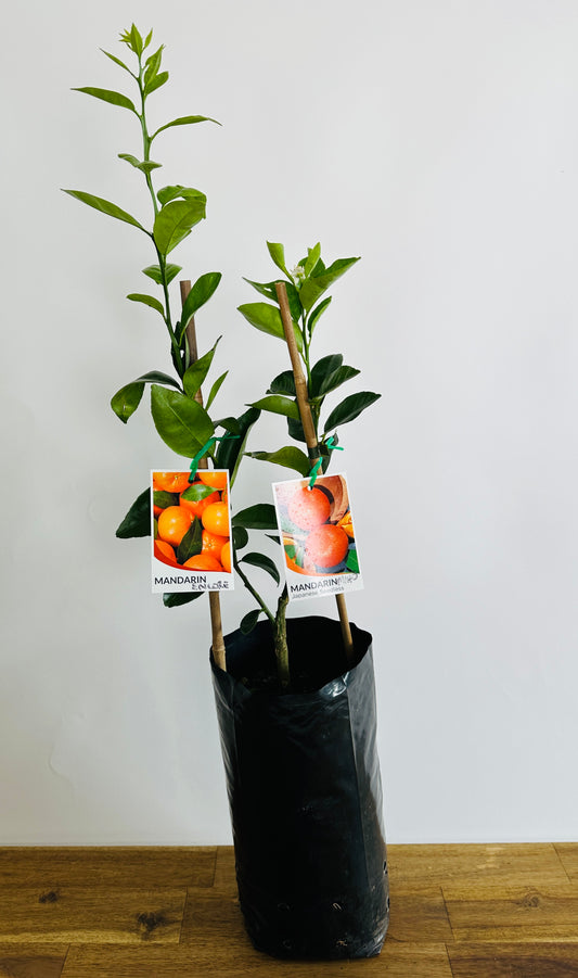 Double Happy Citrus Mandarin X Mandarin