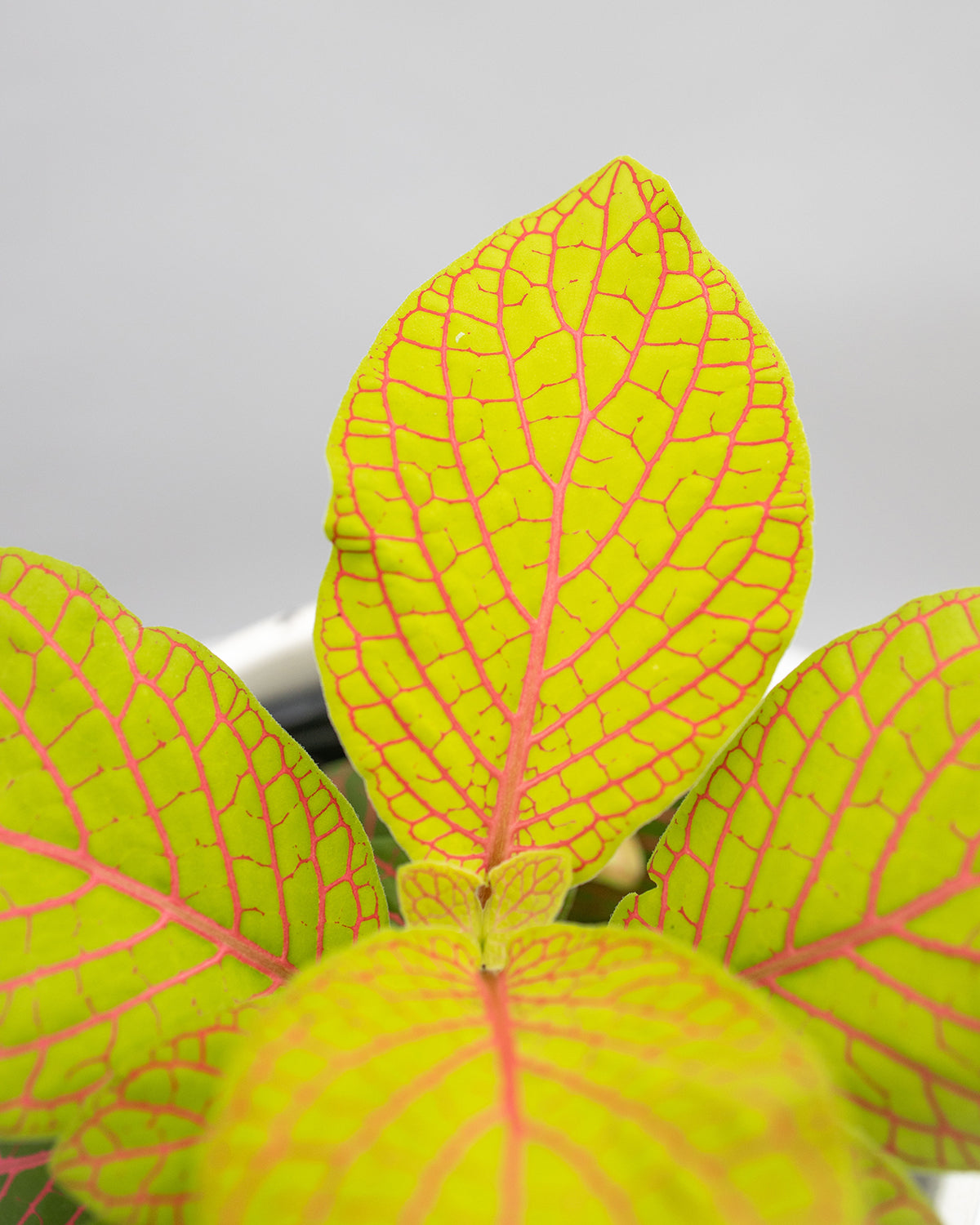 Fittonia Juanita