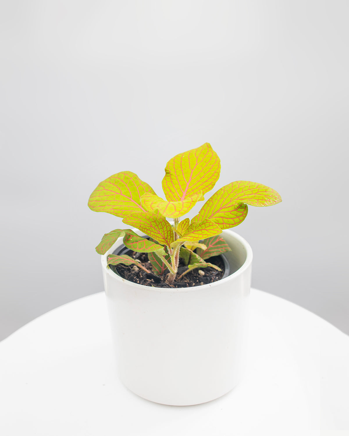 Fittonia Juanita