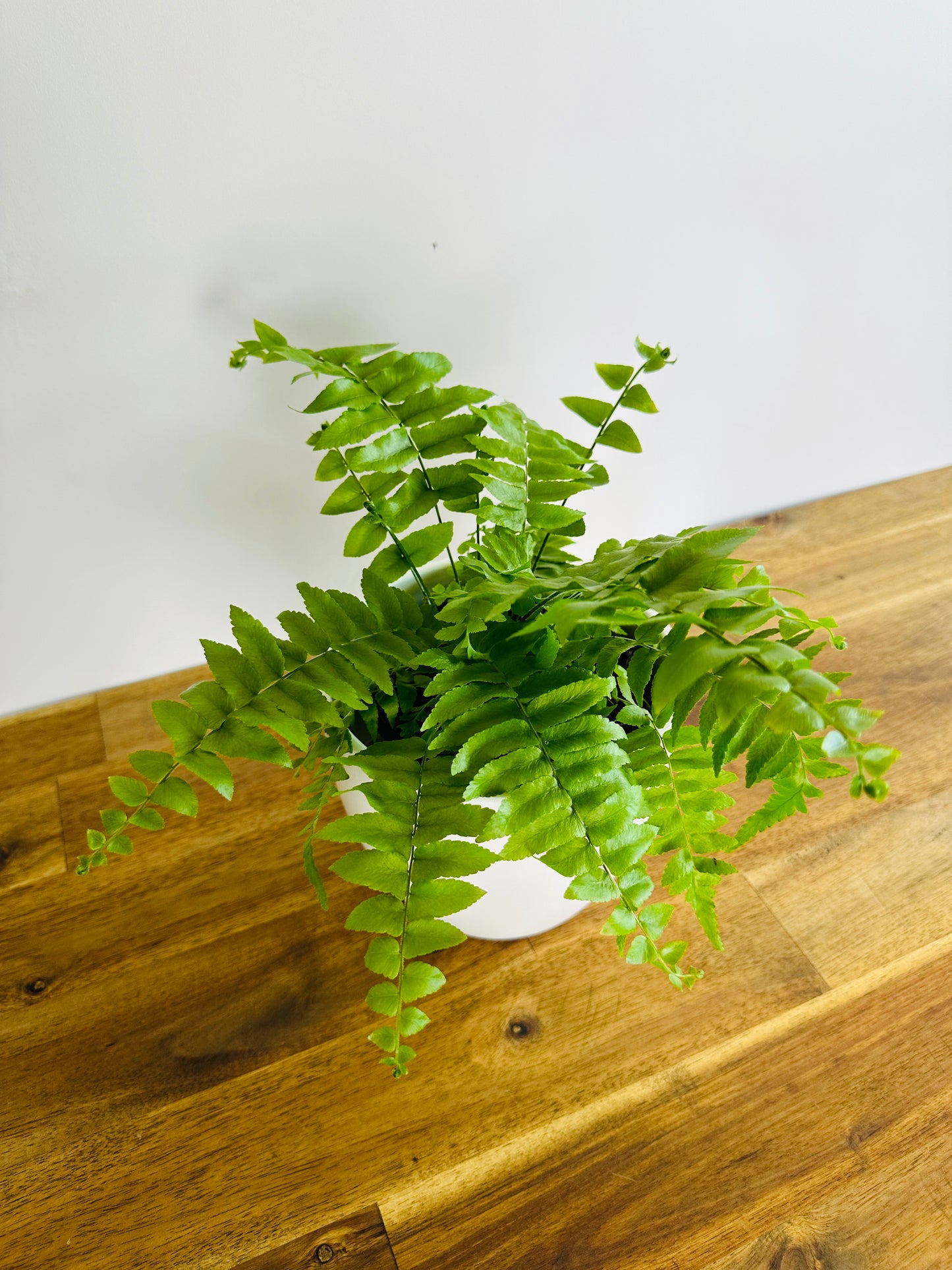 Macho Fern