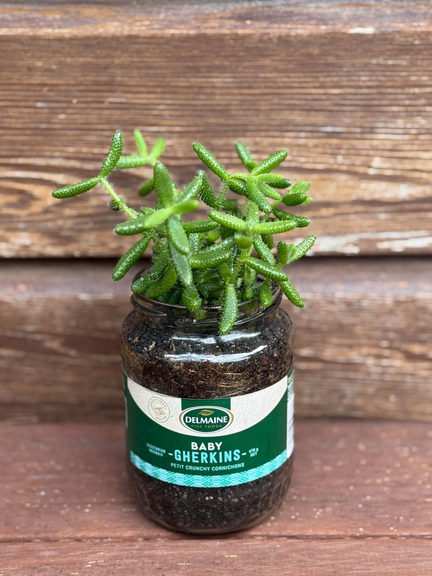 Delosperma Echinatum “Pickle Plant”