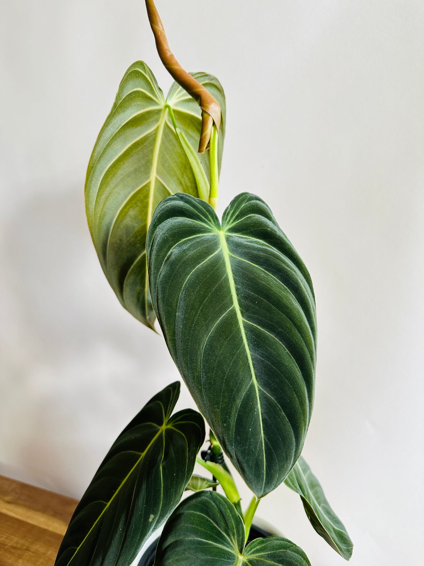 Philodendron melanochrysum