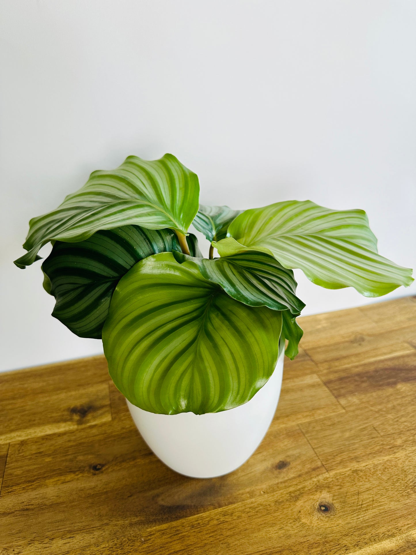 Calathea Orbifolia