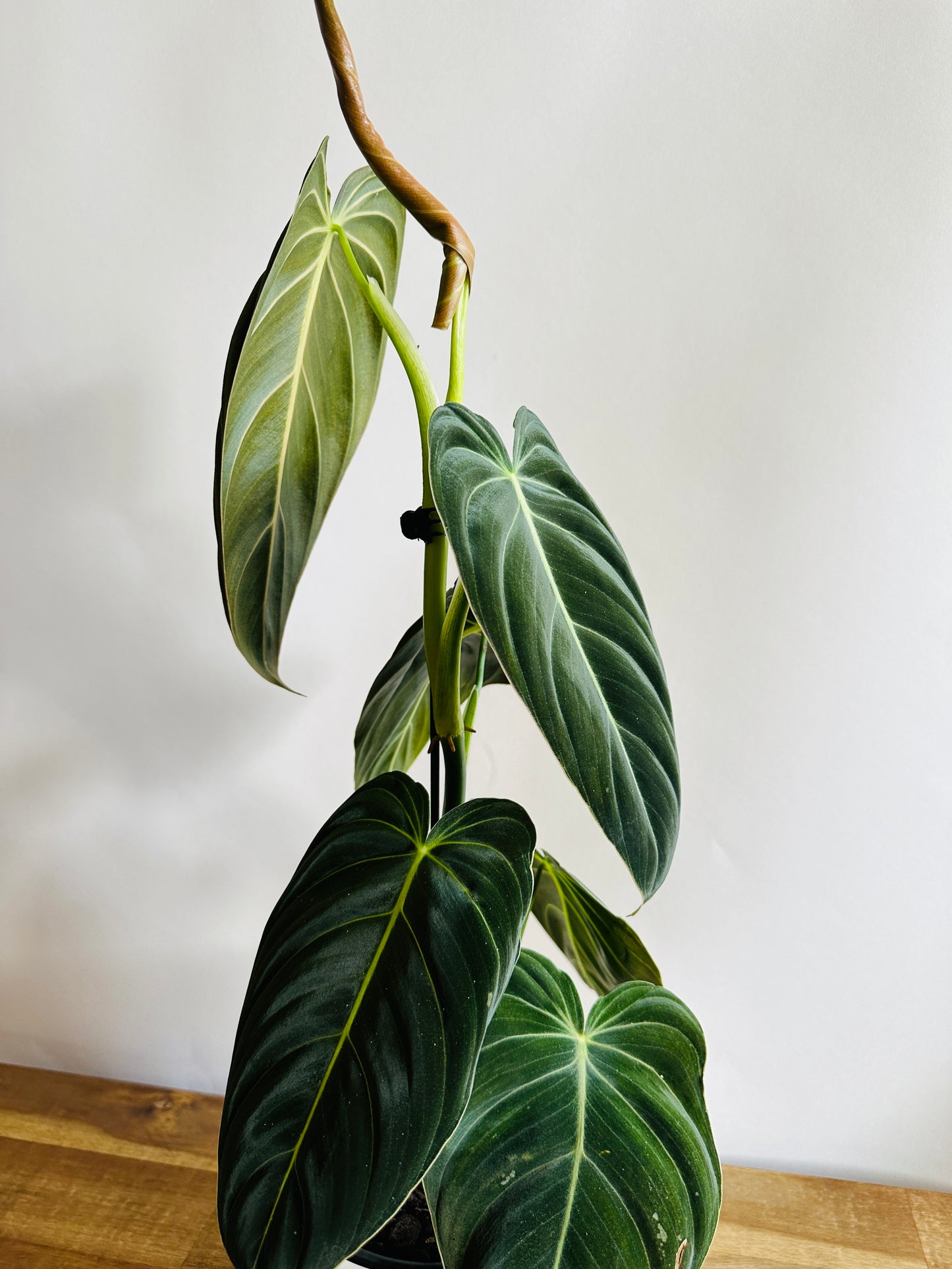 Philodendron melanochrysum