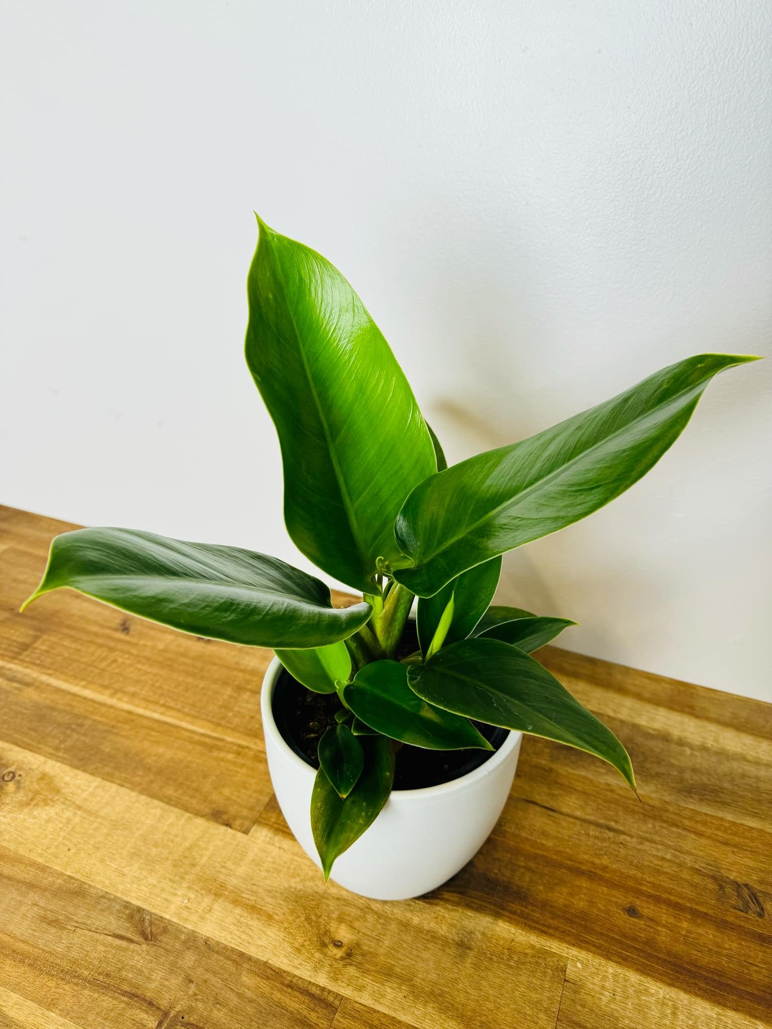 philodendron imperial green nz Philodendron