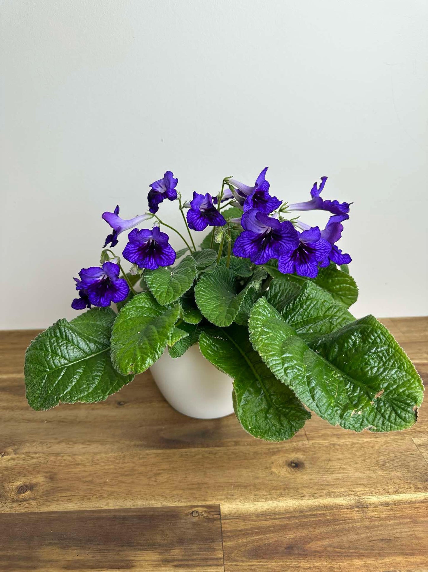 Streptocarpus - Ladyslippers