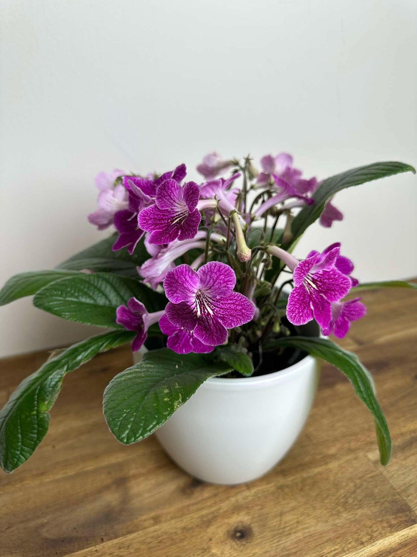 Streptocarpus - Ladyslippers