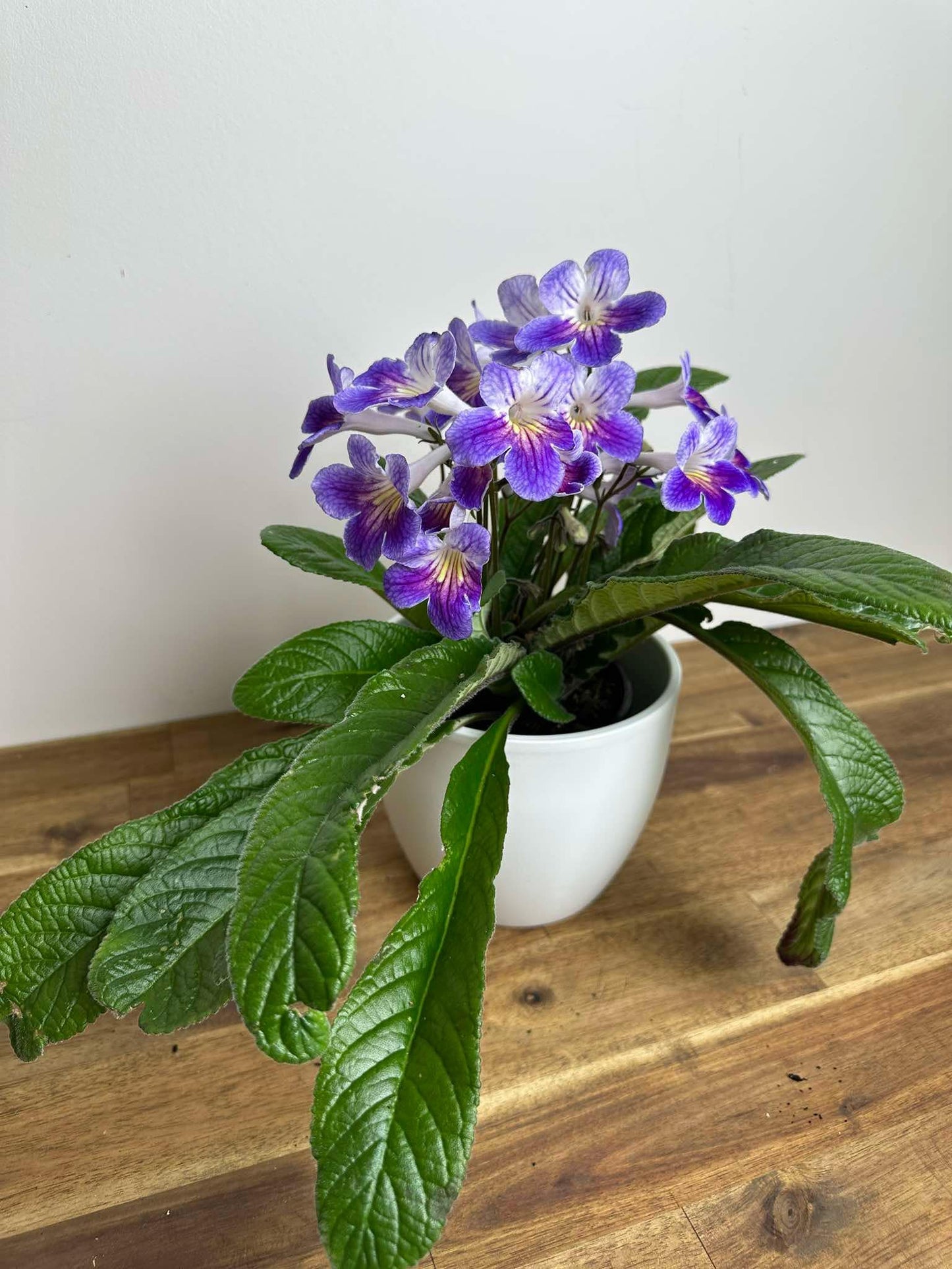 Streptocarpus - Ladyslippers