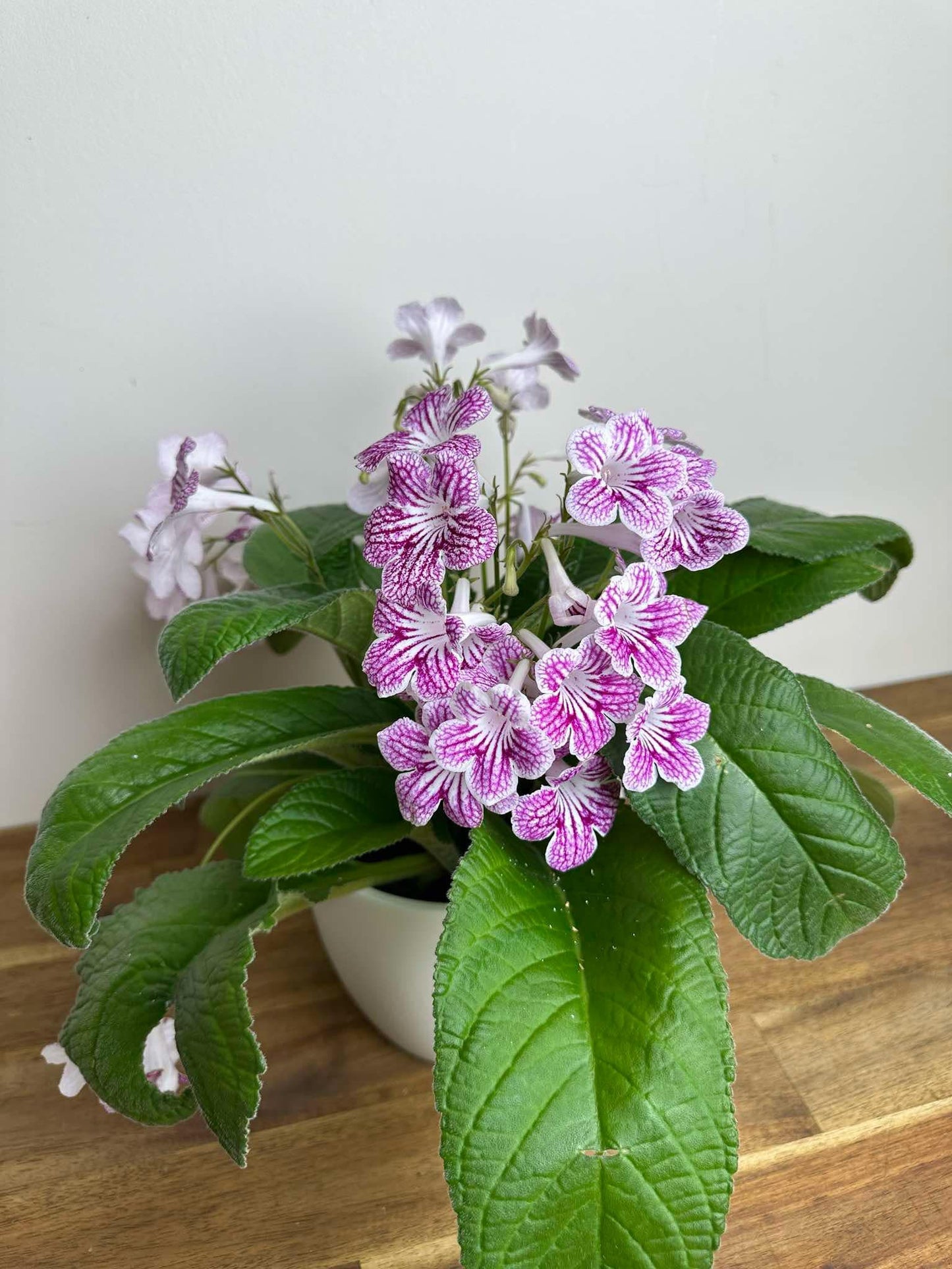 Streptocarpus - Ladyslippers