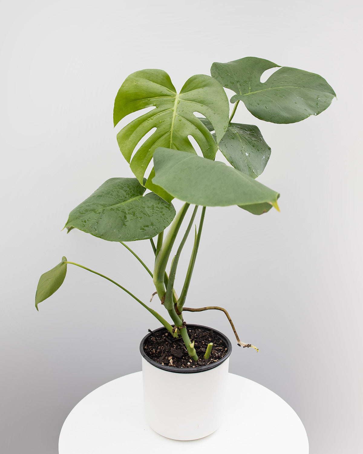 モンステラ・ポトス Monstera deliciosa green on green Monstera deliciosa green on green Monstera deliciosa 'Green on Green'