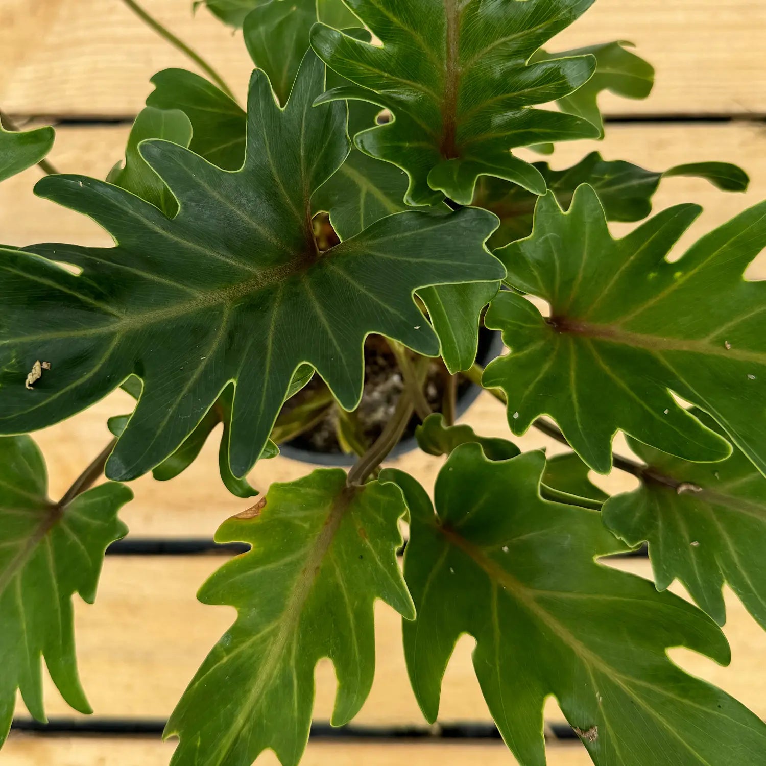 buy philodendron xanadu nz Philodendron Xanadu | Buy Online Now