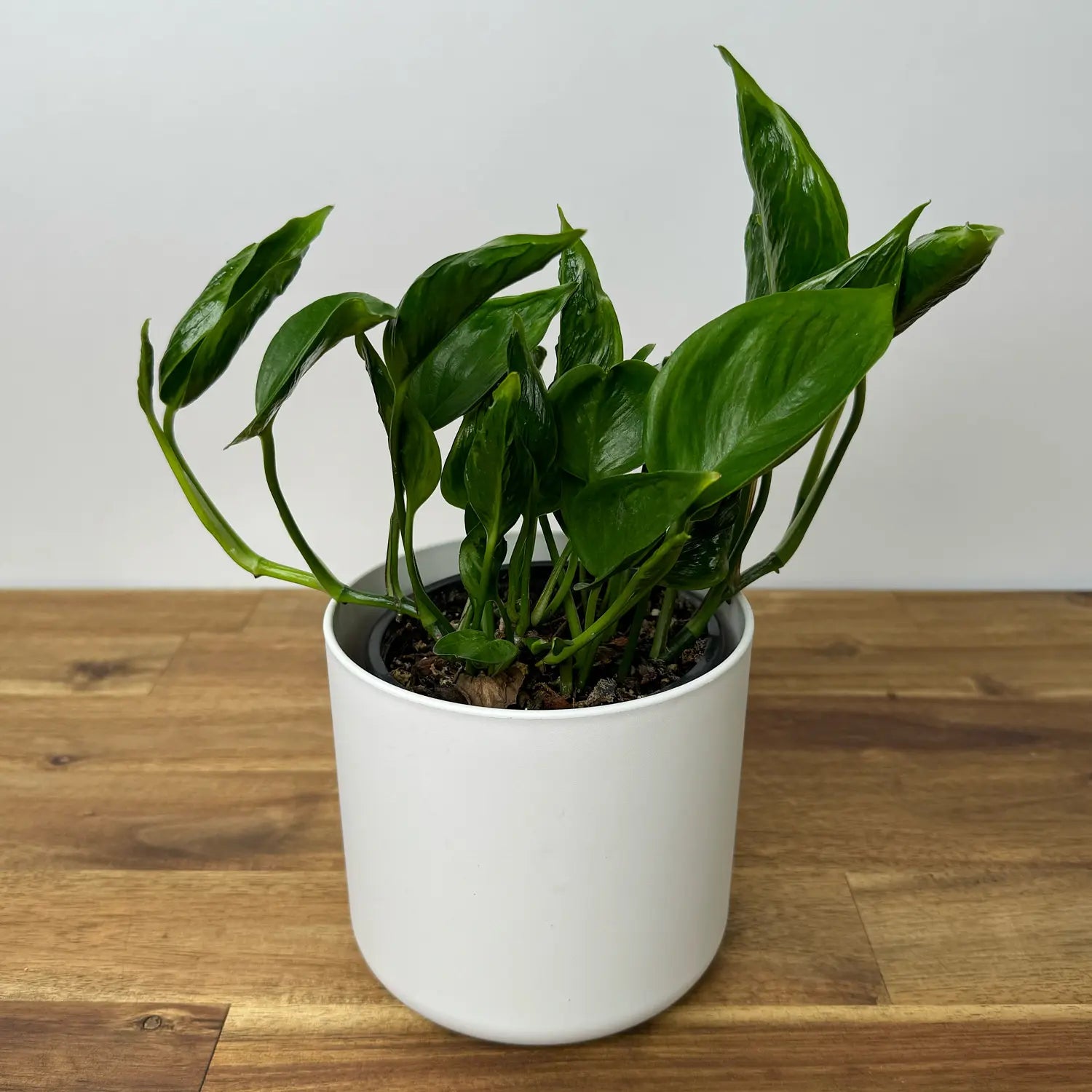 pothos shangri la Pothos Shangri La Green | Buy Online Now
