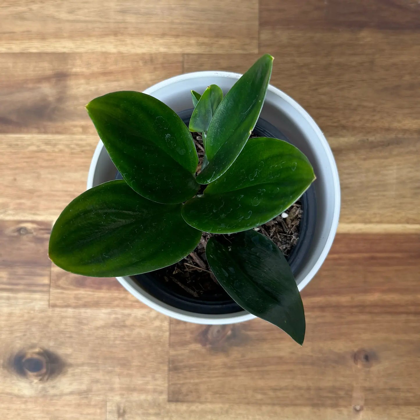 Scindapsus Treubii Dark Form