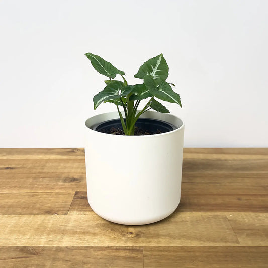 Syngonium Wendlandii (Black Velvet)