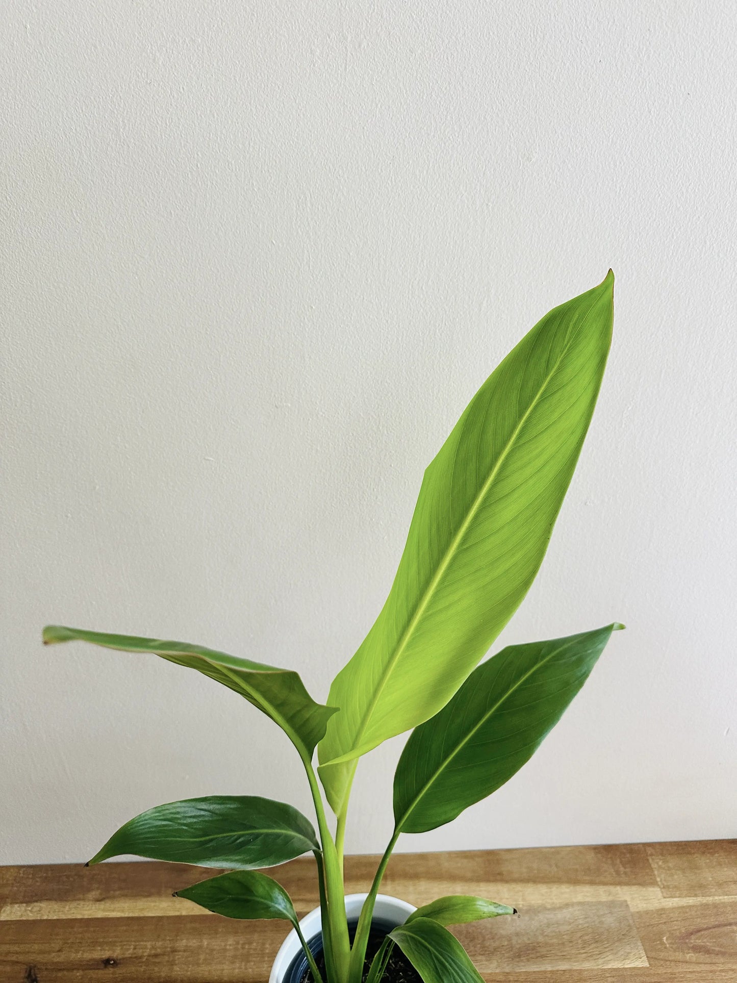 Travellers Palm - Ravenala madagascarensis