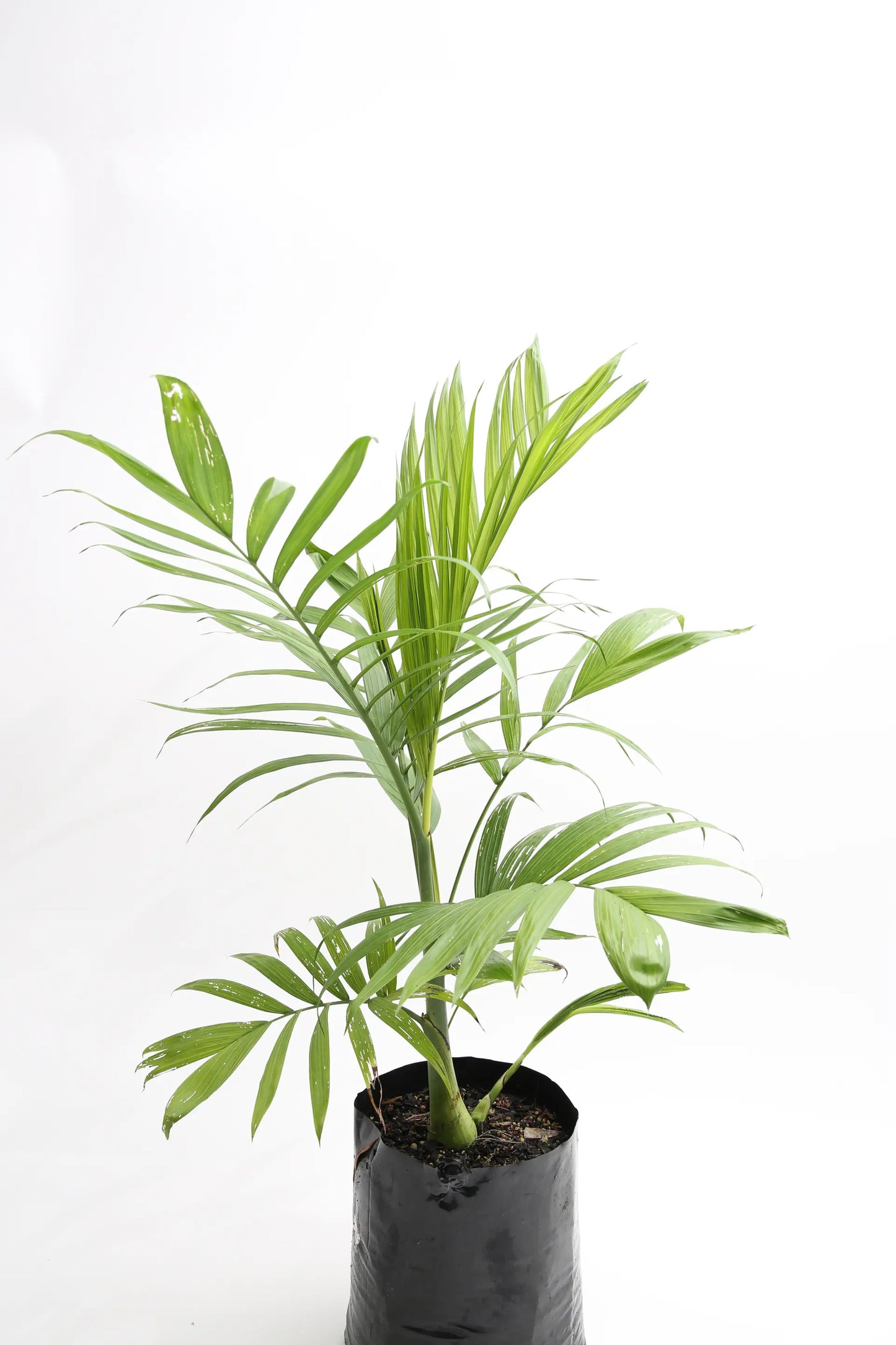 Chamaedorea Costaricana Bamboo Palm