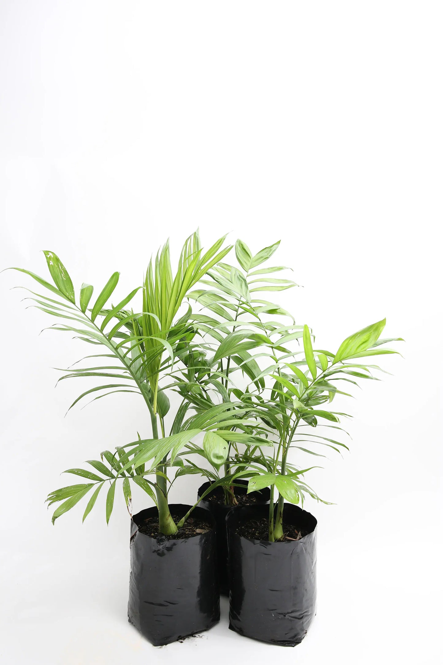 Chamaedorea Costaricana Bamboo Palm