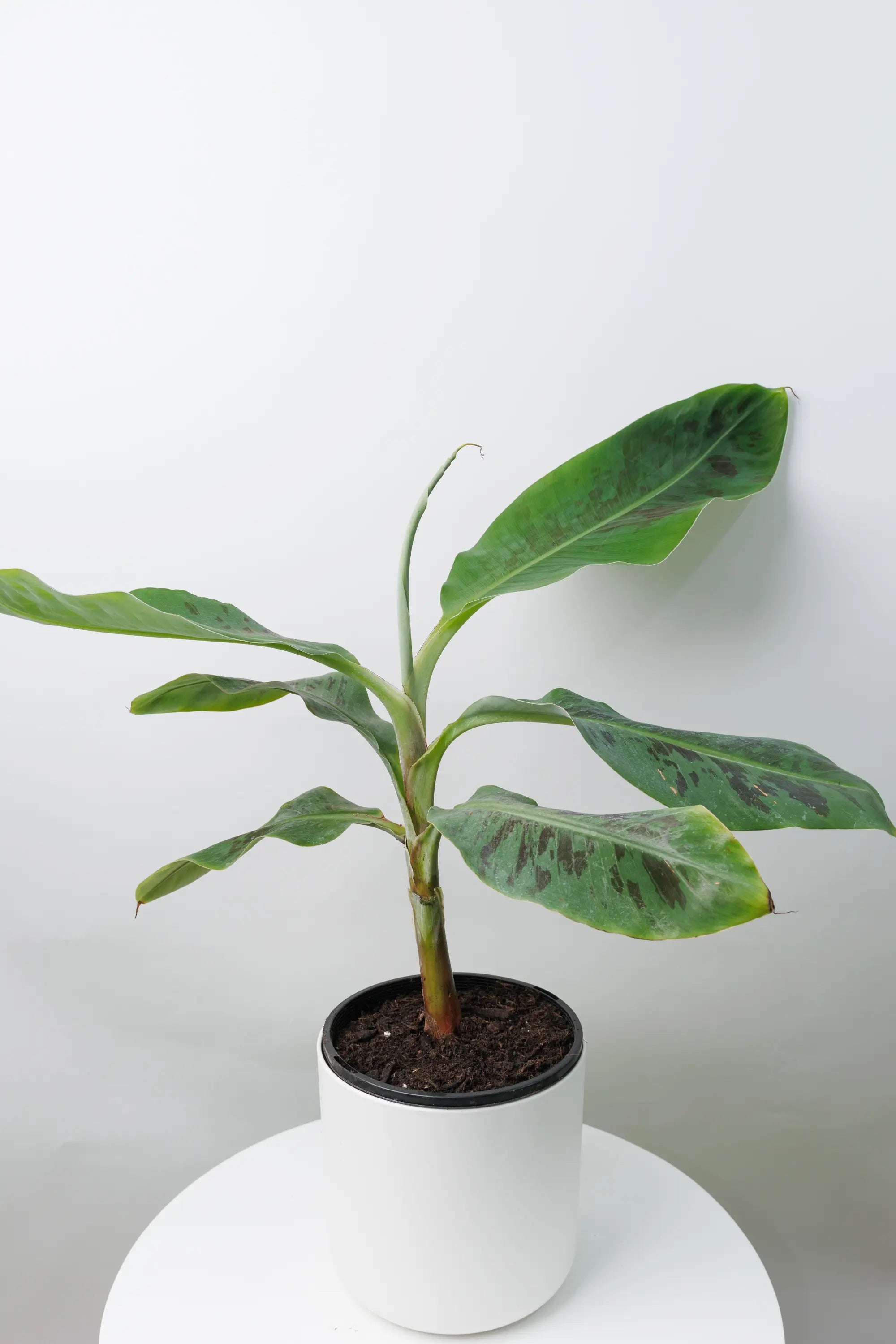 indoor banana plant nz Shop Musa Dwarf Cavendish Banana – The Green Grower