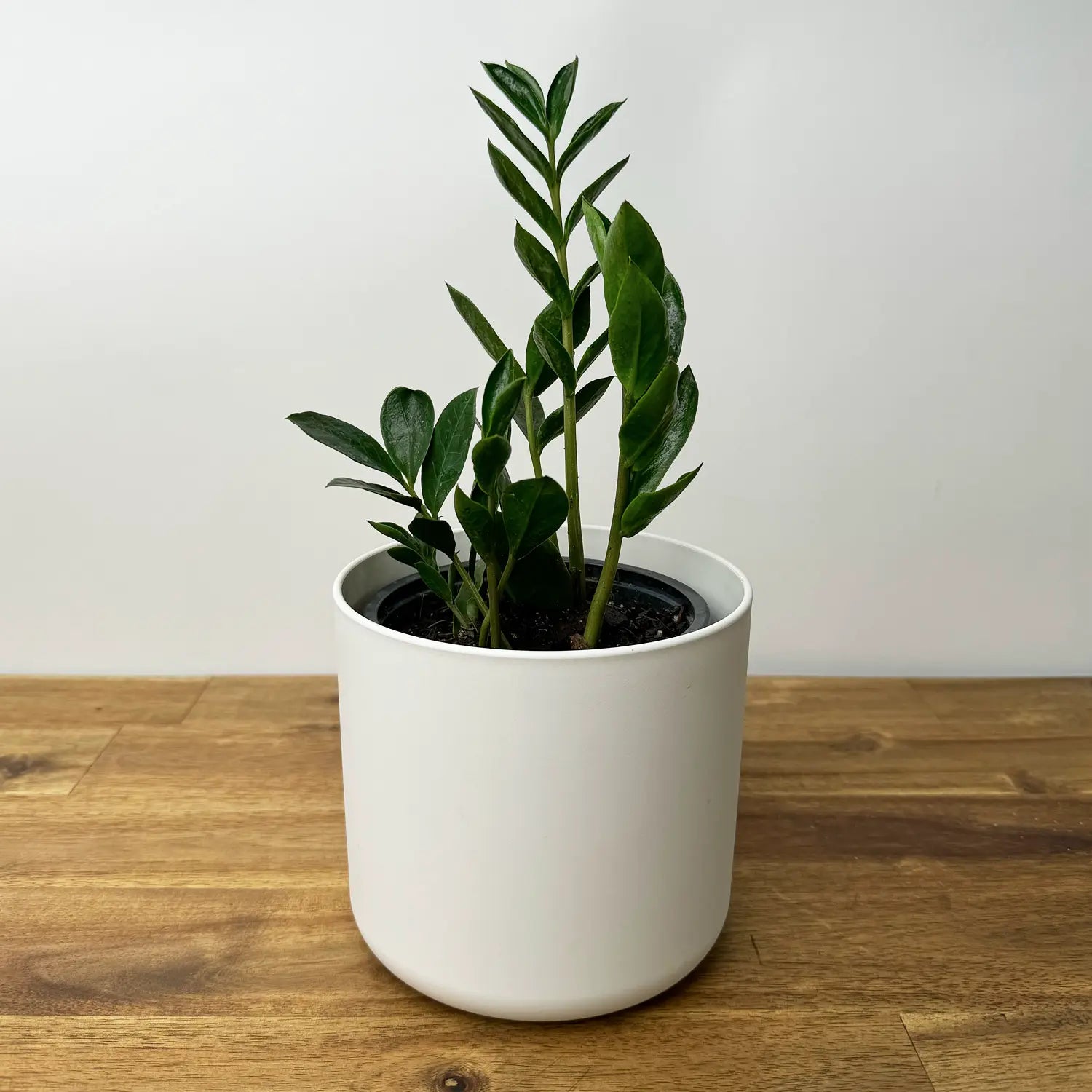 zz plant mini Piccolo ZZ