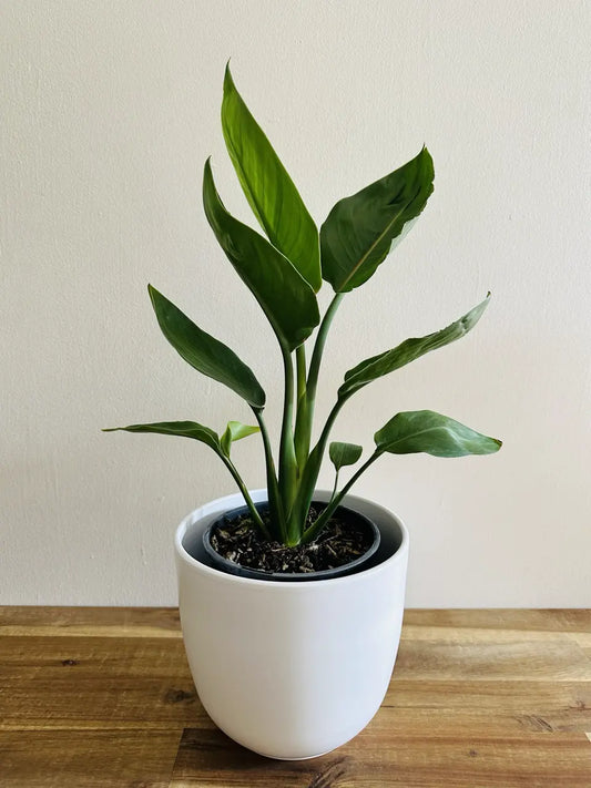 Bird of Paradise - Strelitzia reginae