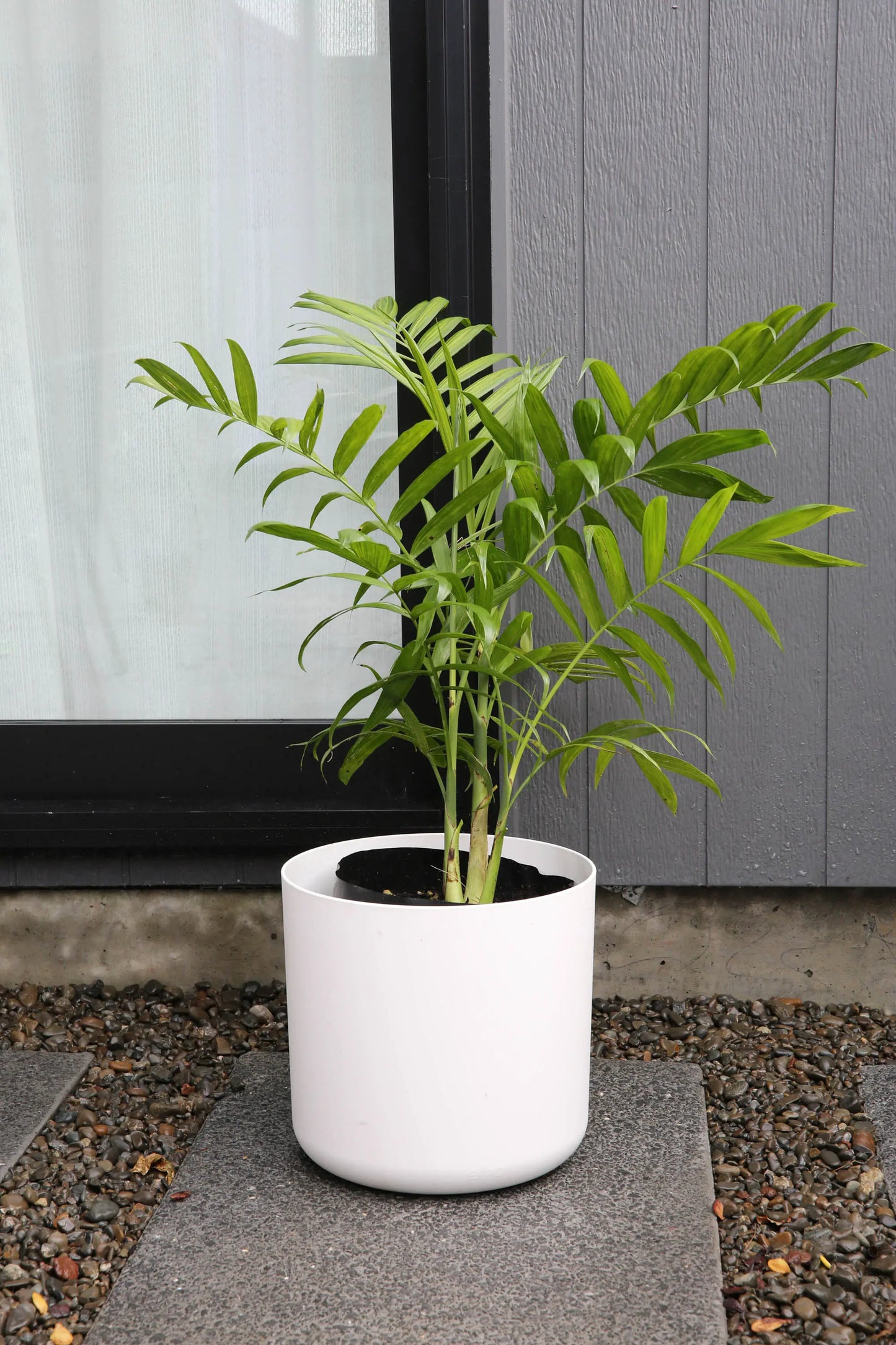 Chamaedorea Costaricana Bamboo Palm